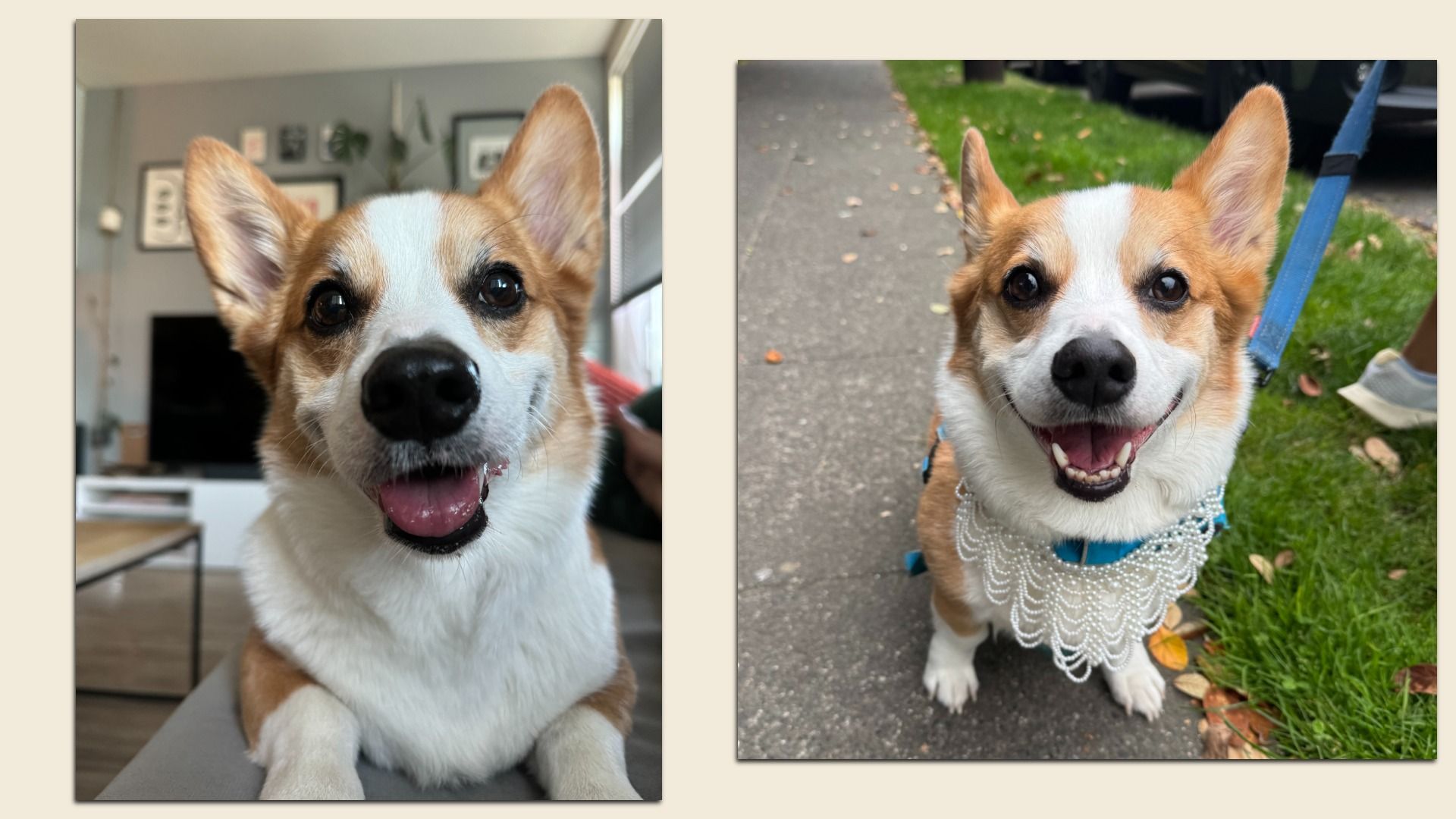 Two-panel photo of a cheerful Corgi. Left: indoors, close-up of a brown-and-white dog with ears up and tongue out. Right: outdoors on a blue leash, wearing a white beaded collar, smiling.