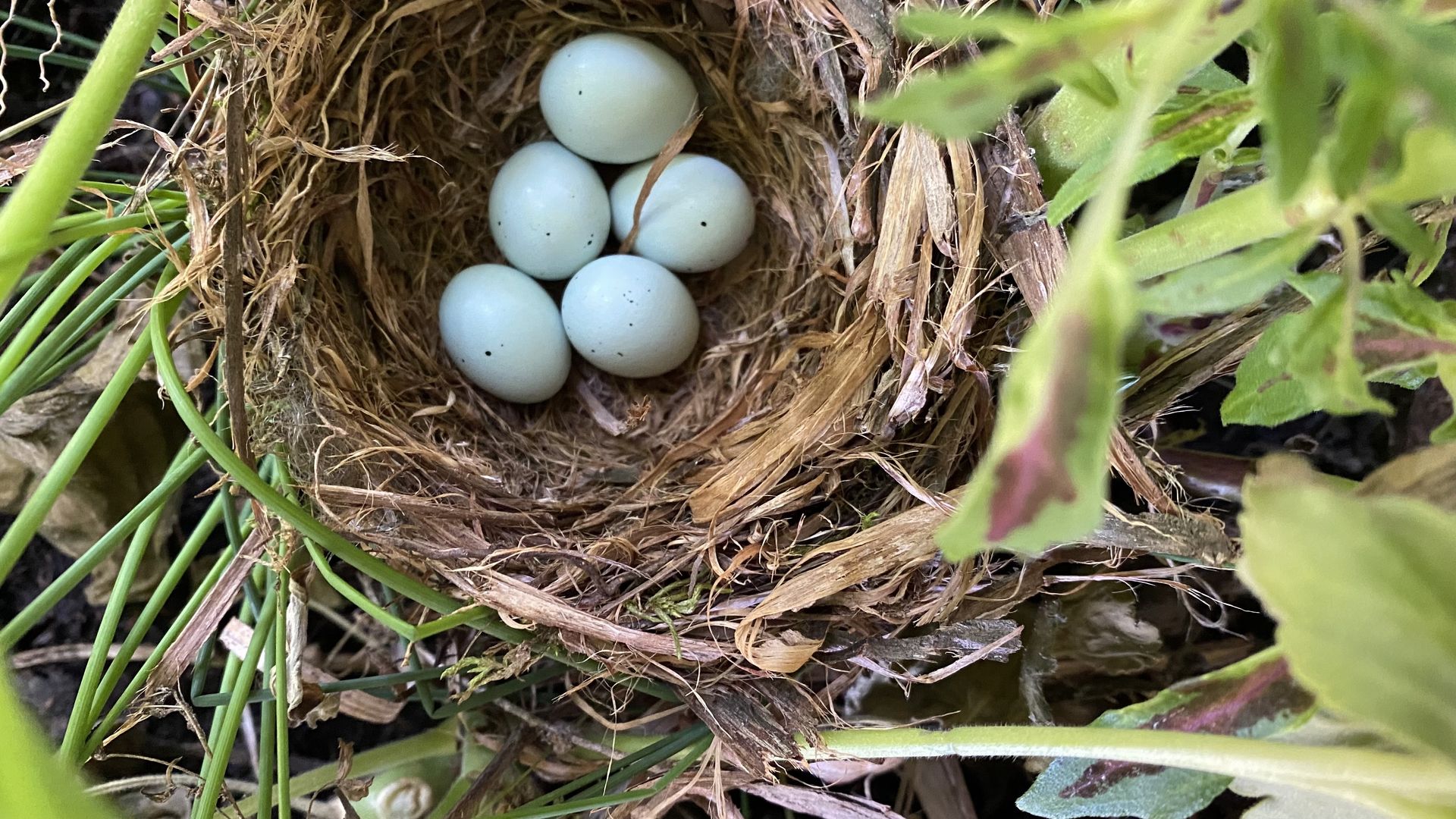 A photo of five light blue bird eggs in a nest. 