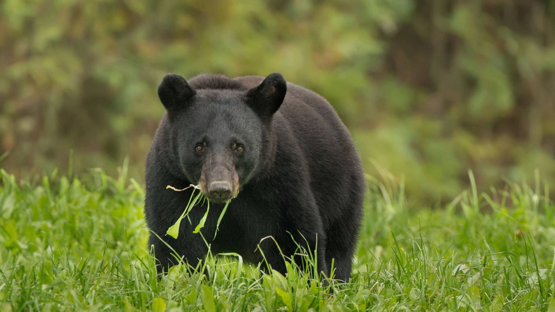 A Louisiana black bear munches on grass while standing in a field and looking at the camera.