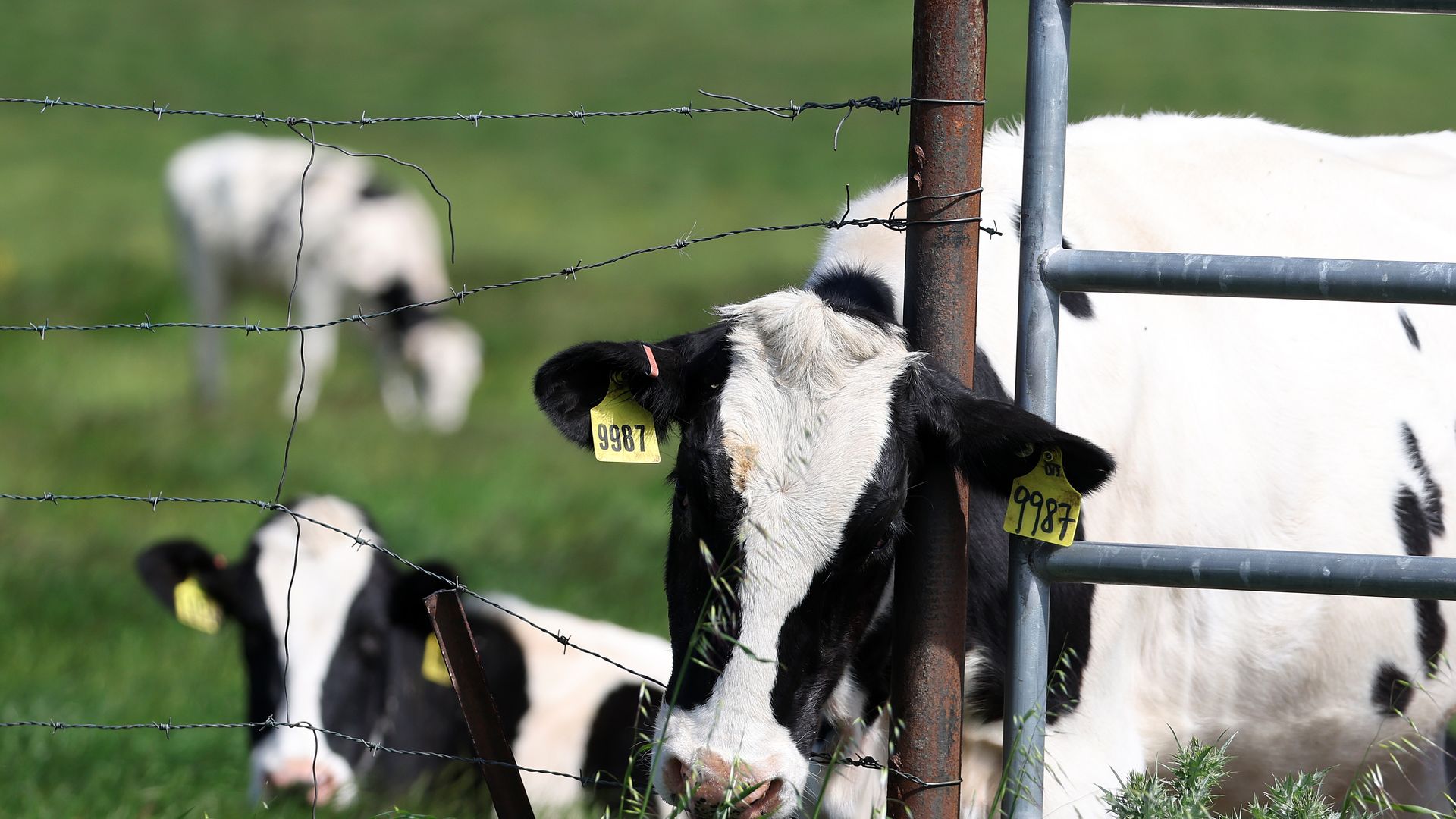 Cows at a dairy farm.