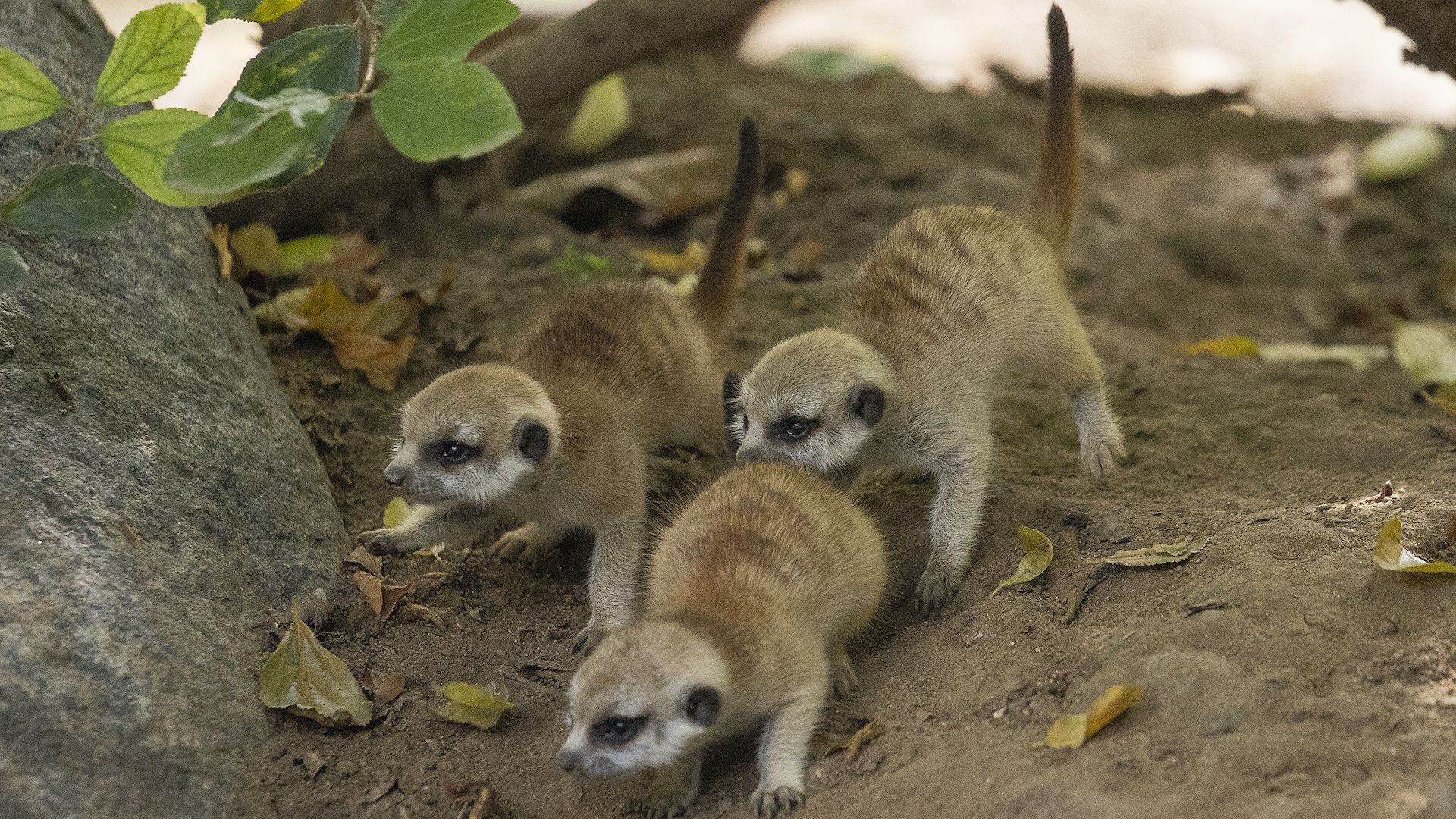 Three baby meerkat pups lurking behind a rock. 