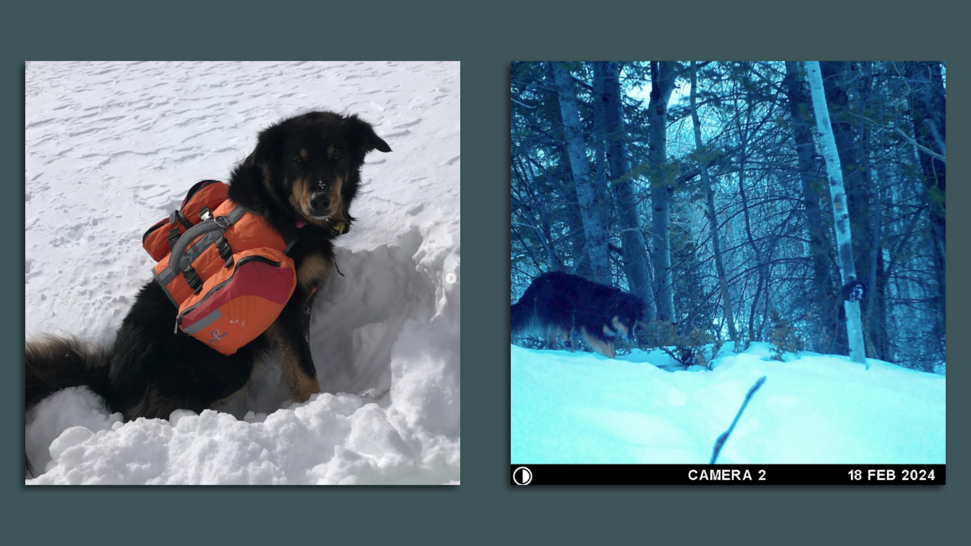 Two photos of a brown and black dog, one wearing a gear pack and the other caught on a trail cam.