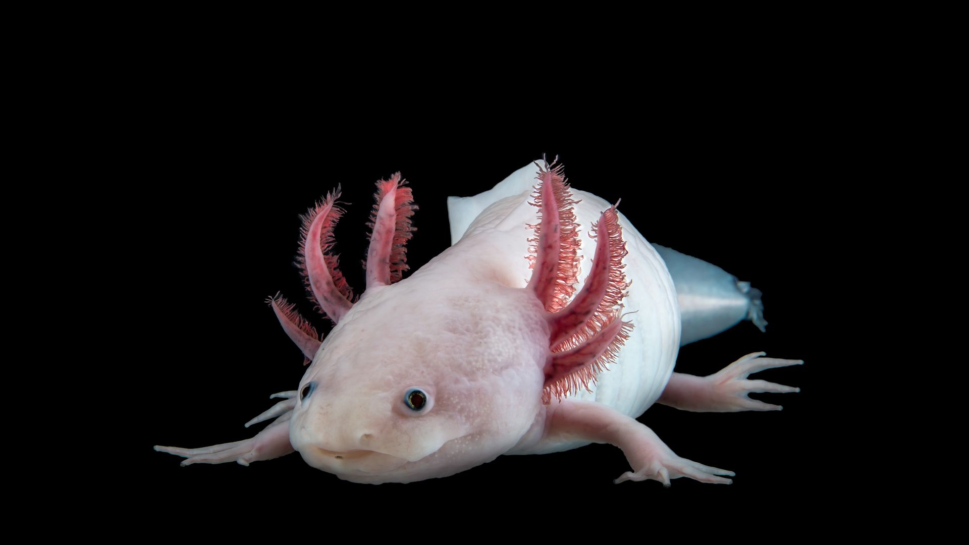 The Mexican axolotl Ambystoma mexicanum is a model organism for regeneration research.