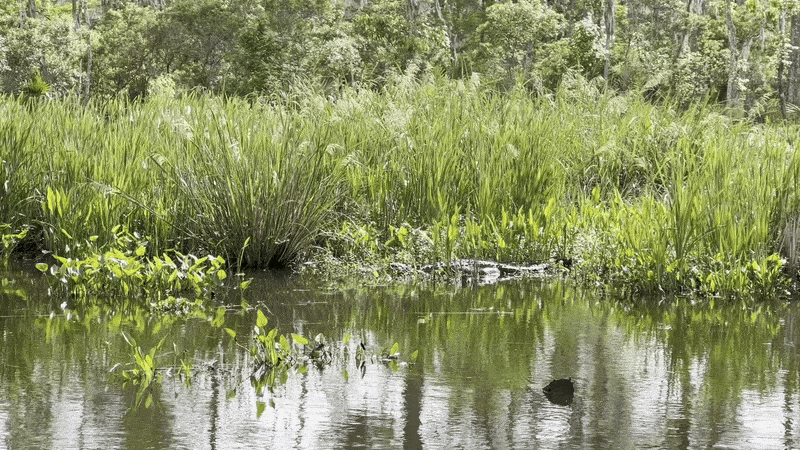 An alligator suns itself in some grassy marsh area.