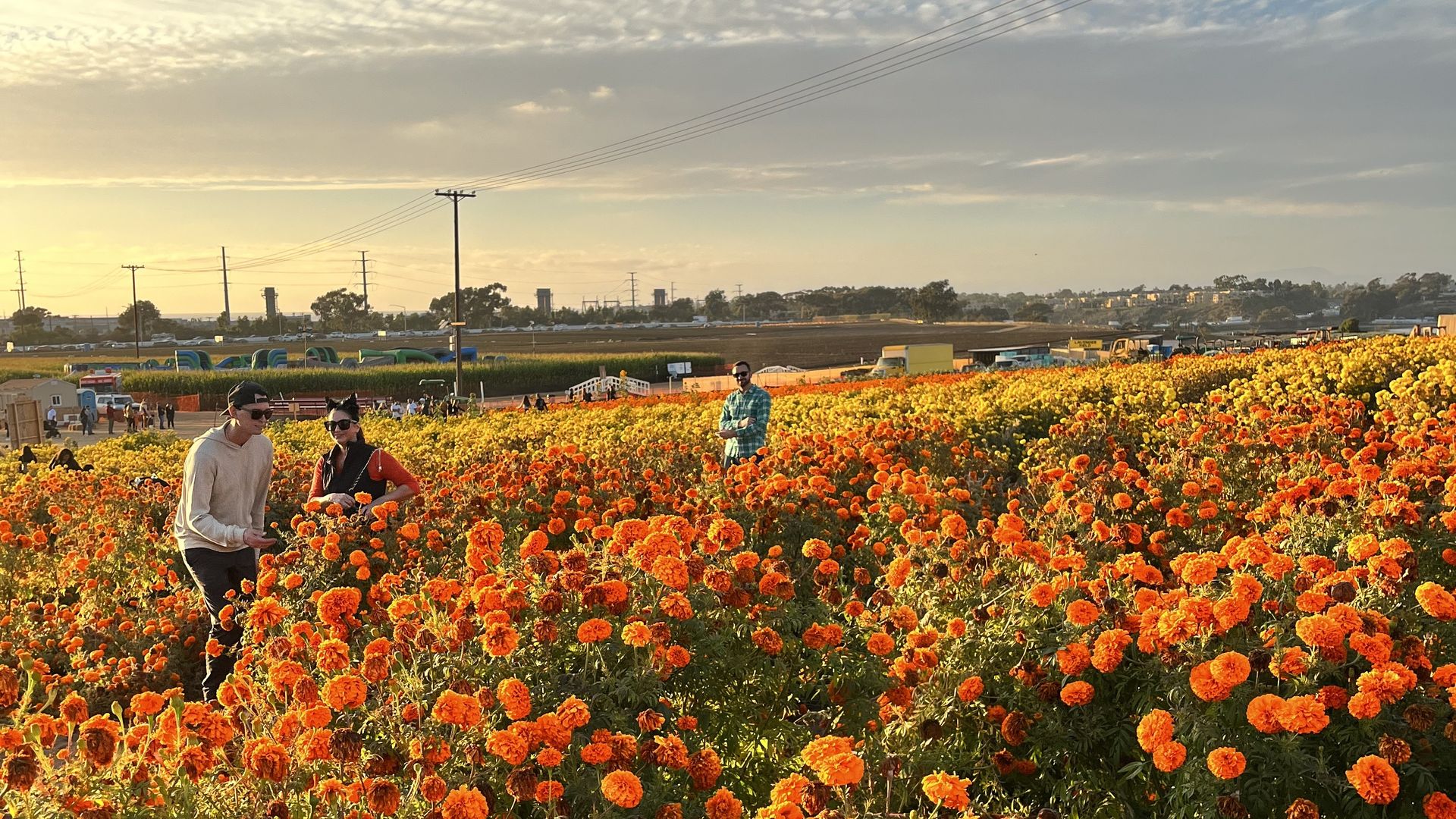 Carlsbad pumpkin patch
