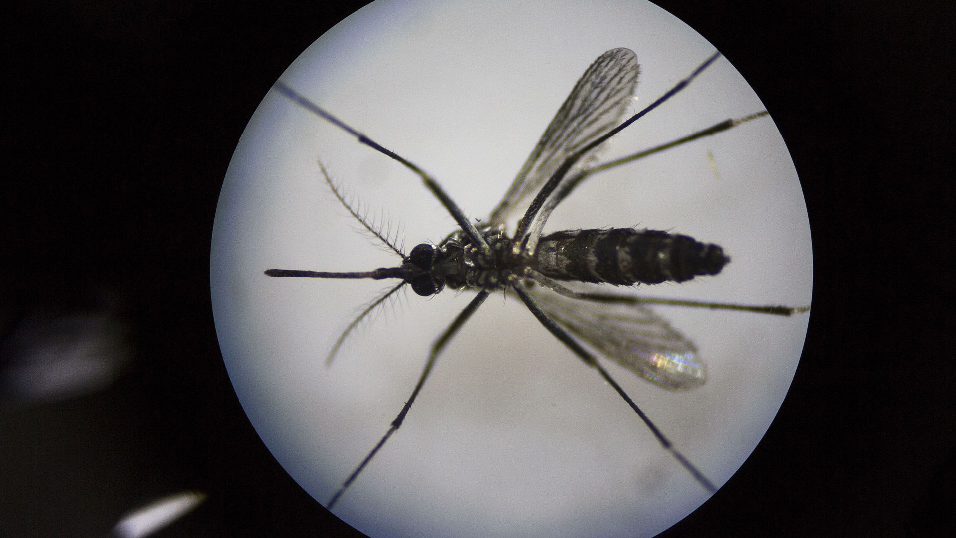 The Aedes albopictus, which can spread Zika, seen way too close.