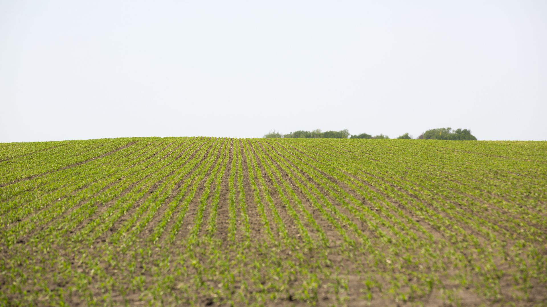 A photo of corn