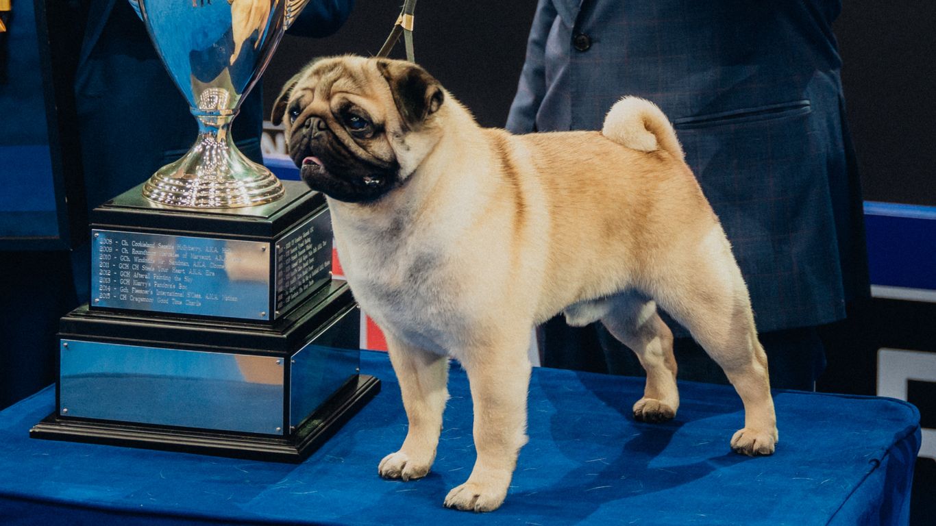 Vito the Pug Wins 2024 National Dog Show