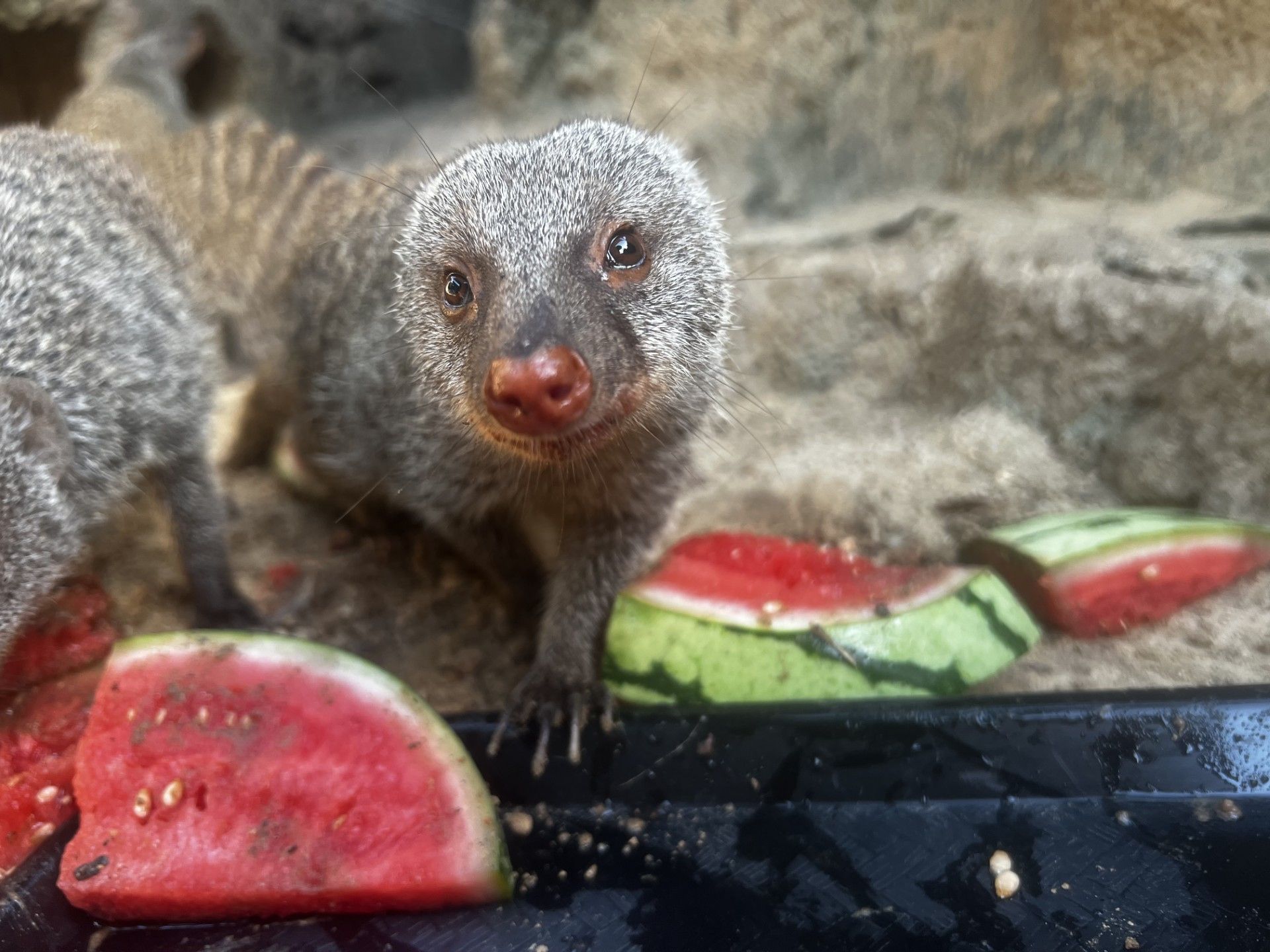 Mongoose posing with some watermelon