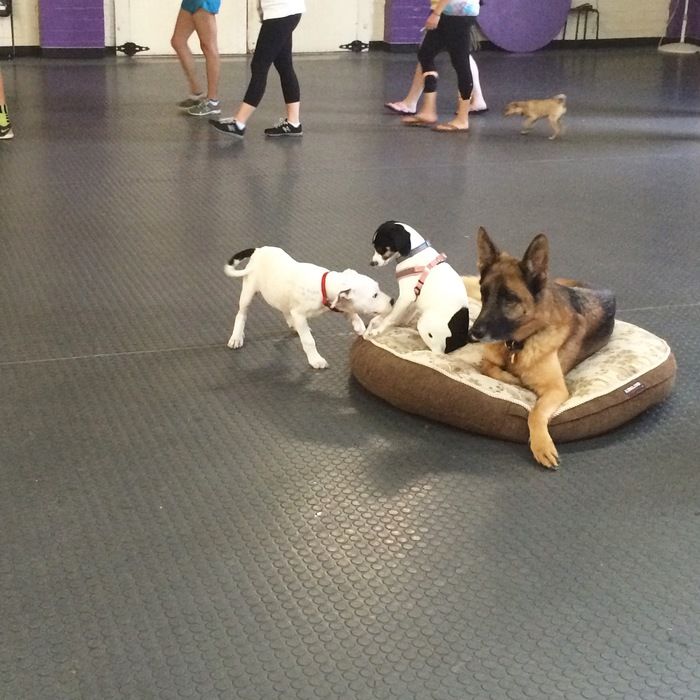 Charlie puppy preschool