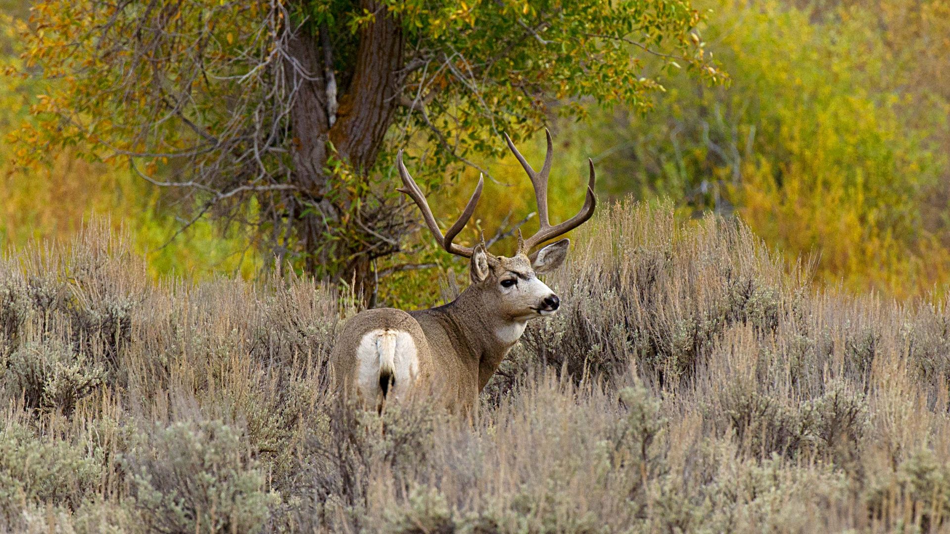 A mule deer in the brush October 4, 2012 in the Grand Teton National Park in northwestern Wyoming. 
