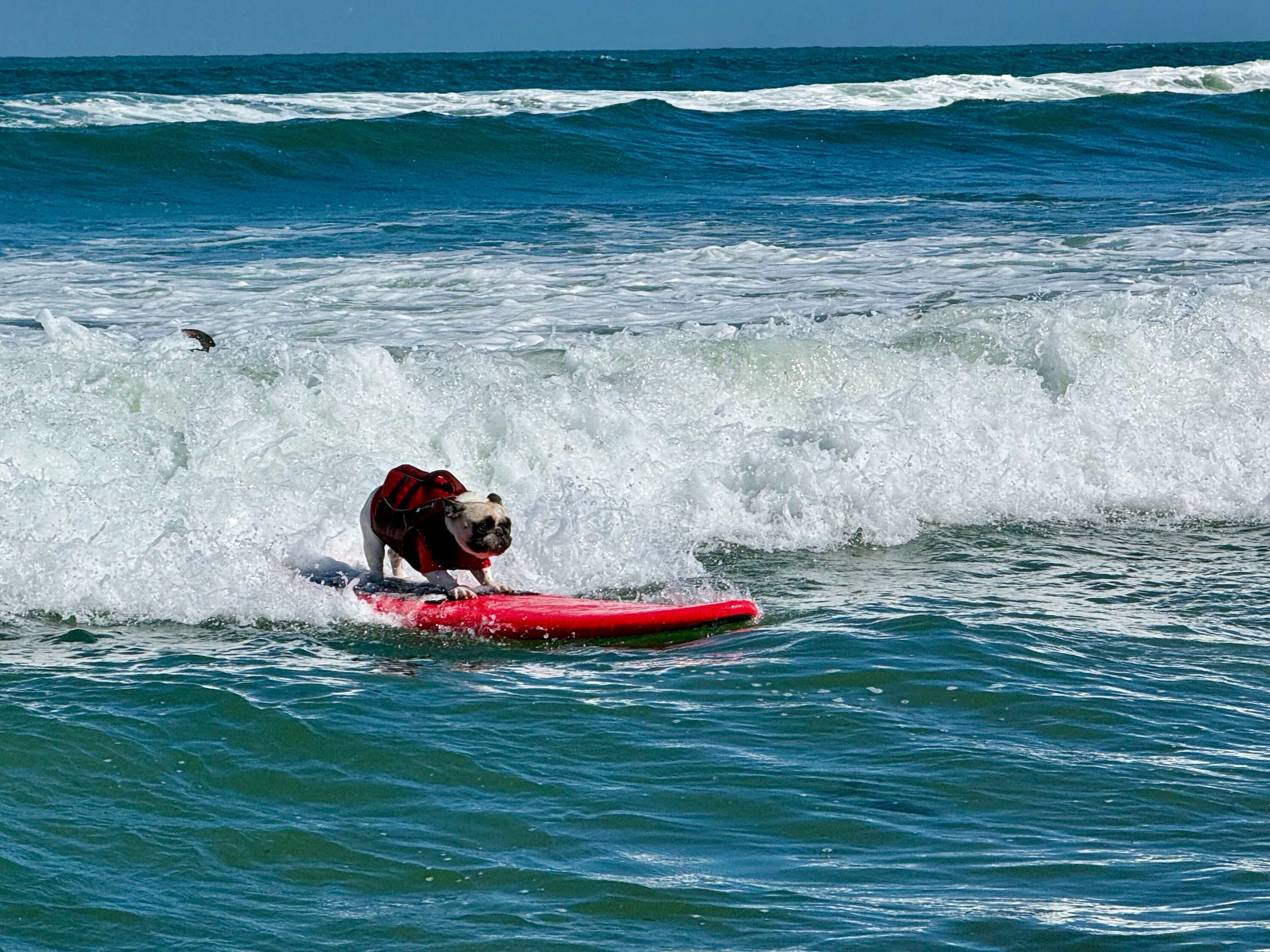 Dog surfing
