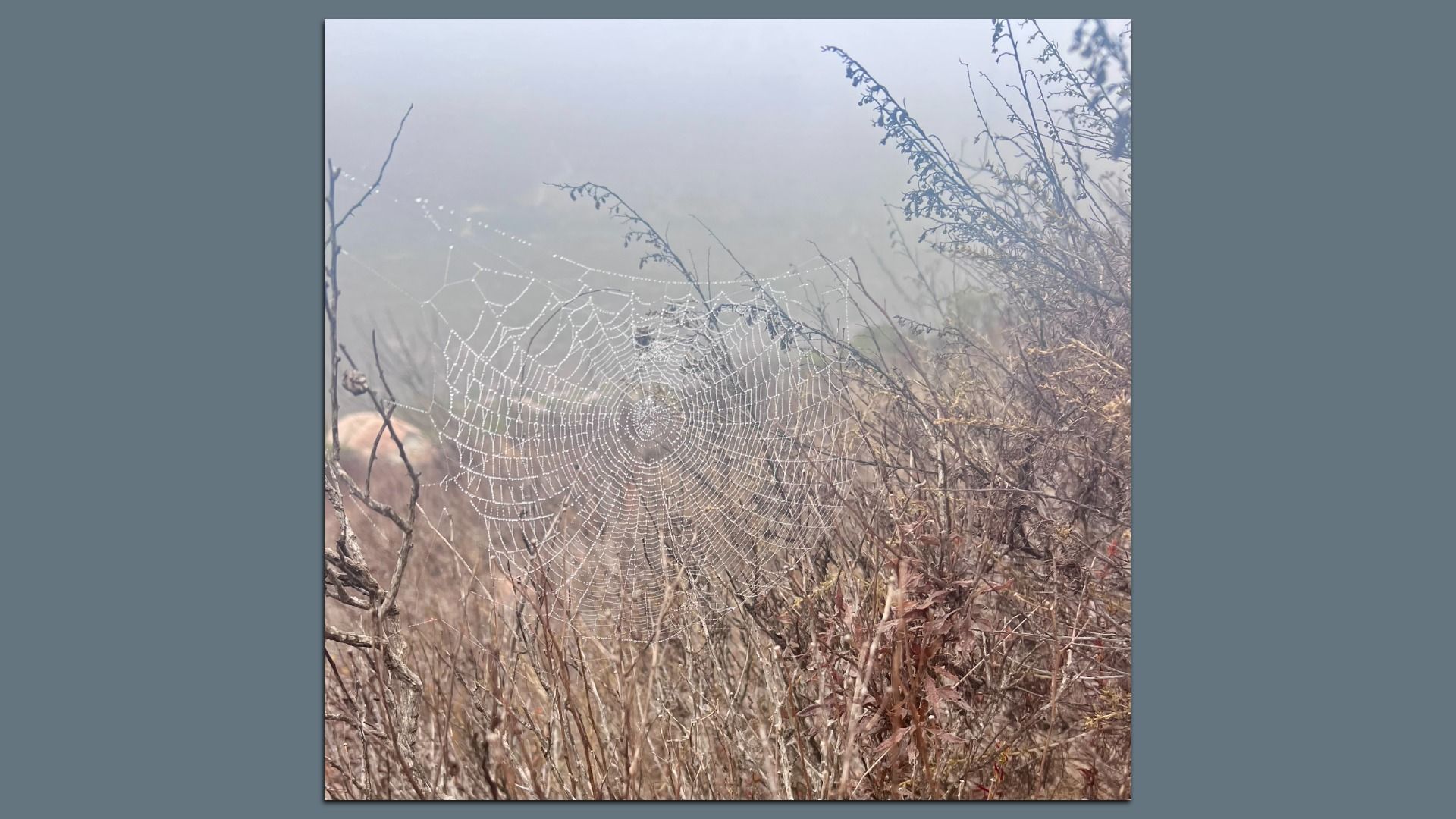 Close-up of a dew-covered spider web intricately woven among dry brown grasses and twigs on a foggy morning.
