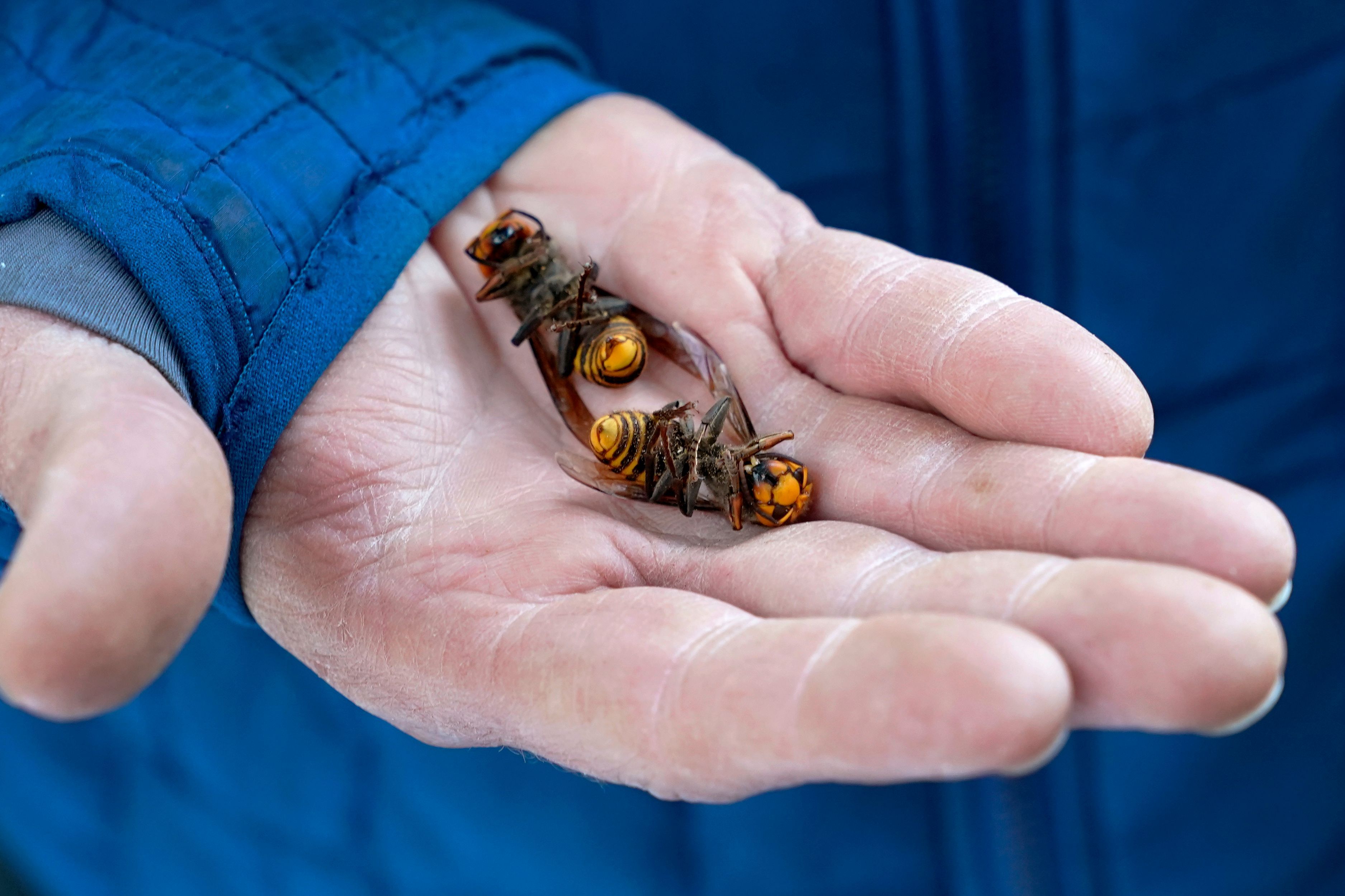 A Washington State Department of Agriculture workers holds two of the dozens of Asian giant hornets vacuumed from a tree on October 24, 2020, in Blaine, Washington. 