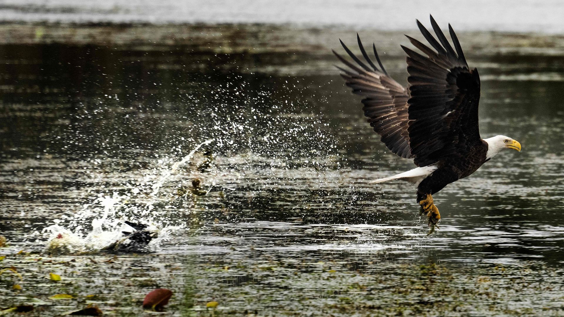 A bald eagle at Orlando Wetlands Park in Christmas, Florida, in February 2023.