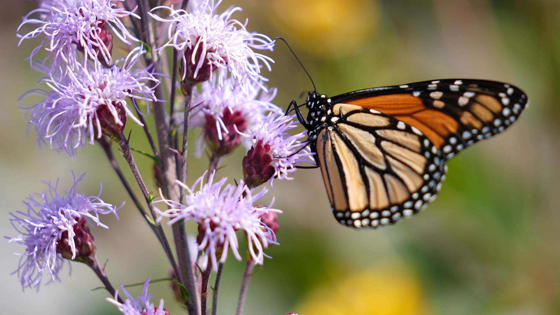 A monarch butterfly is pictured on a purple flower.