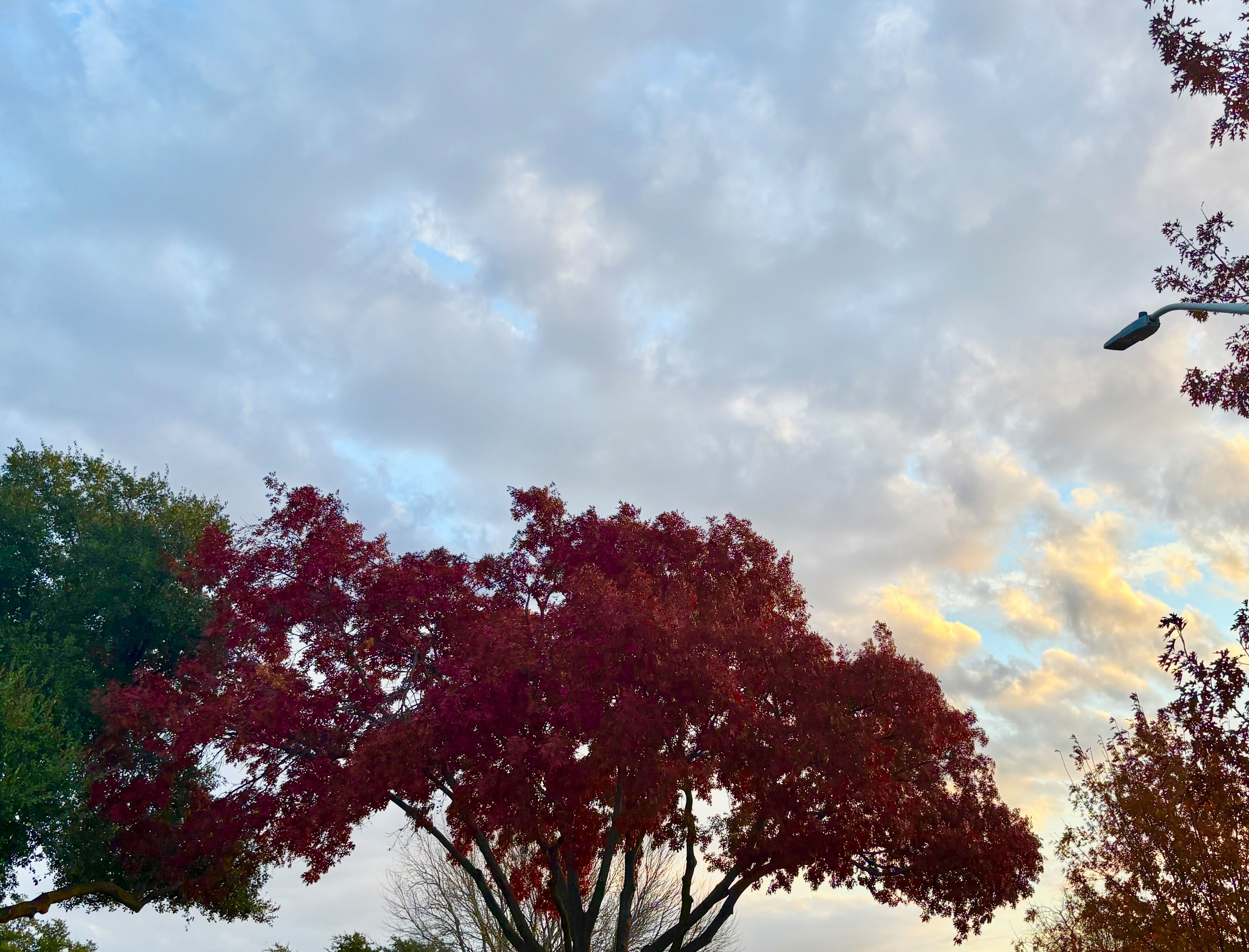 Trees with green and red hues on the leaves