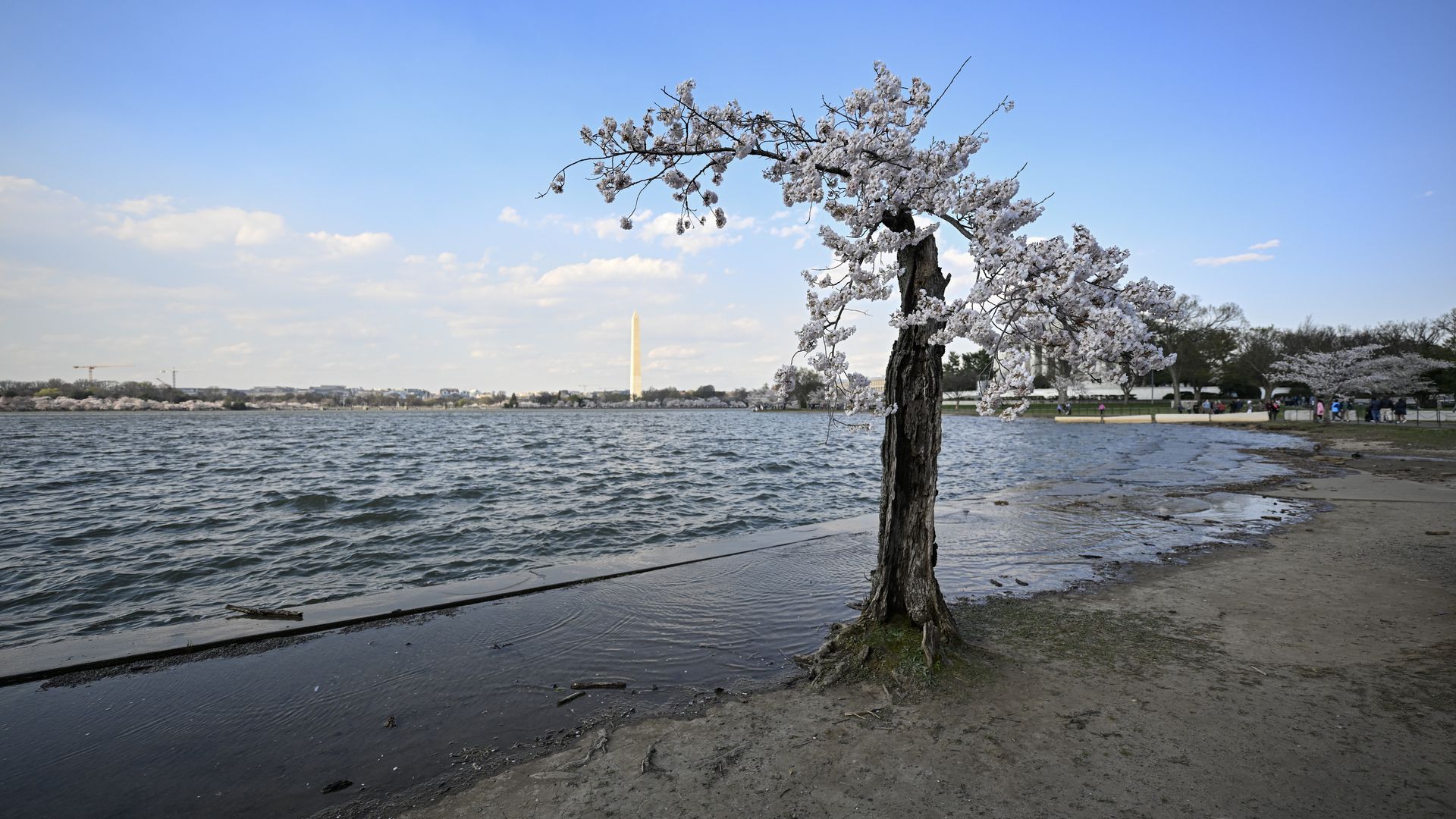 Stumpy the cherry blossom tree in the sand around the Tidal Basin with the Washington Monument in the distance