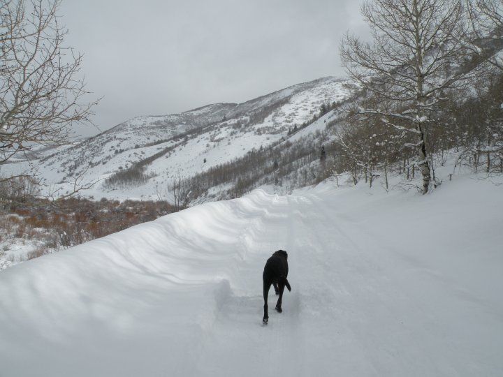 A big black dog walks through a snowy road in the mountains.
