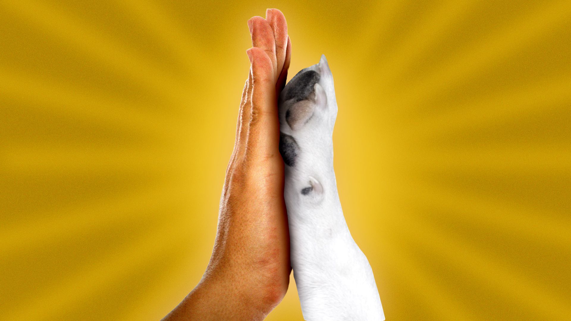 Illustration of a human hand and dog paw high-fiving