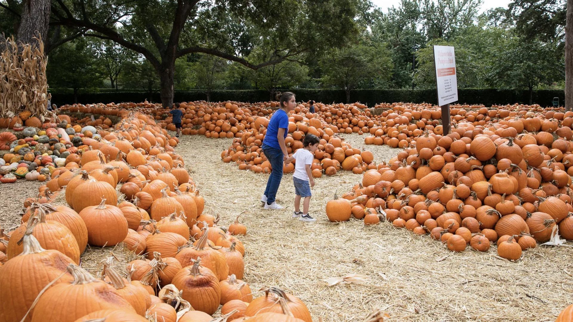 A woman and child walk through a pumpkin patch in Dallas