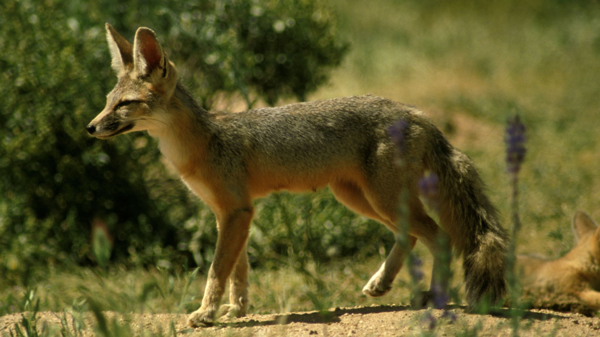 A fox in the desert.