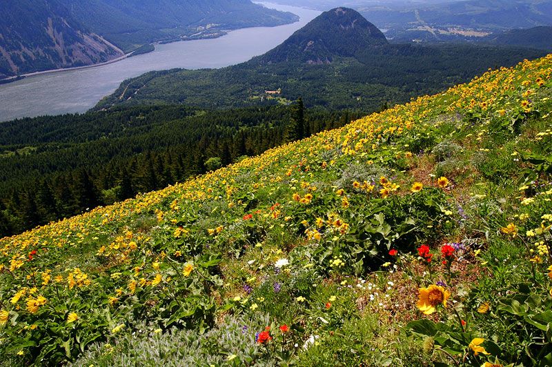 A hillside of wildflowers sit above the Columbia River.