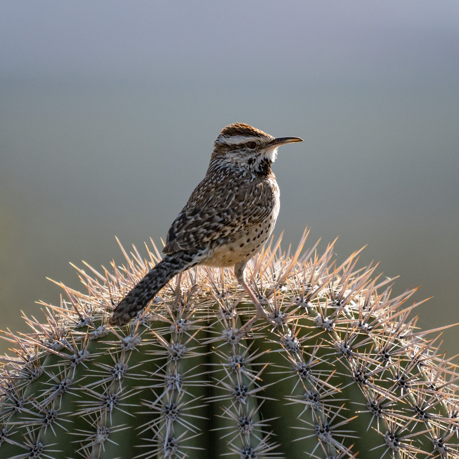 Arizona bird species face steep decline - Axios Phoenix