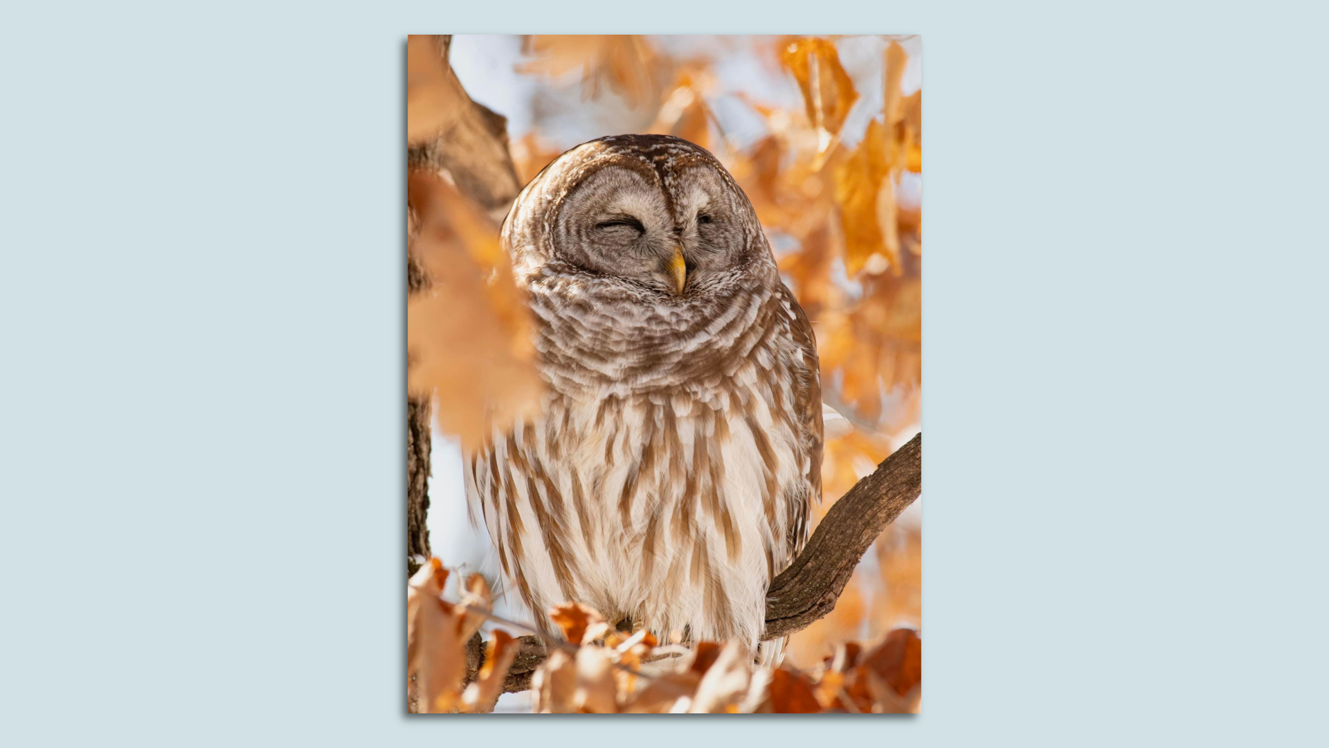 An owl on a tree