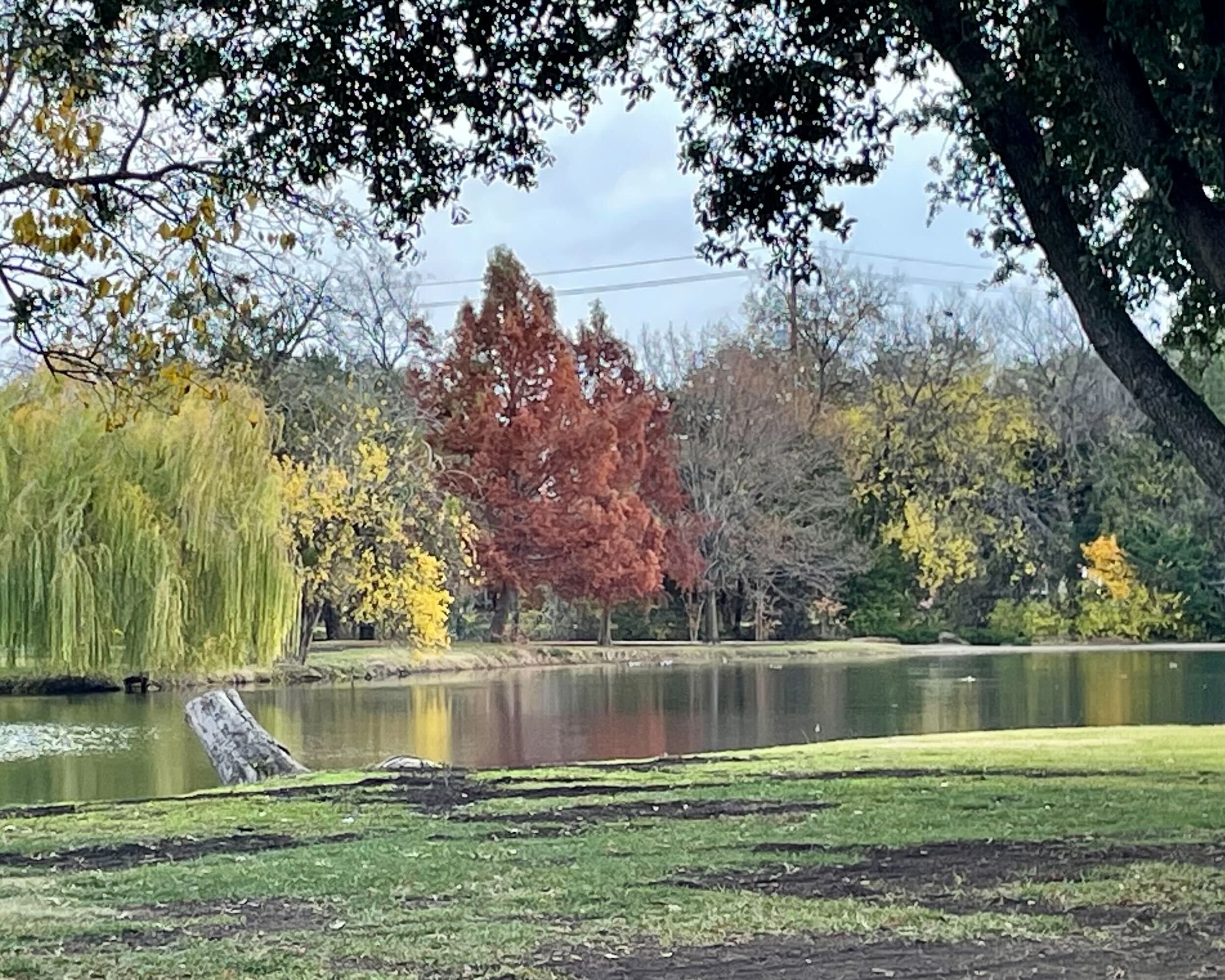 Green and red fall trees