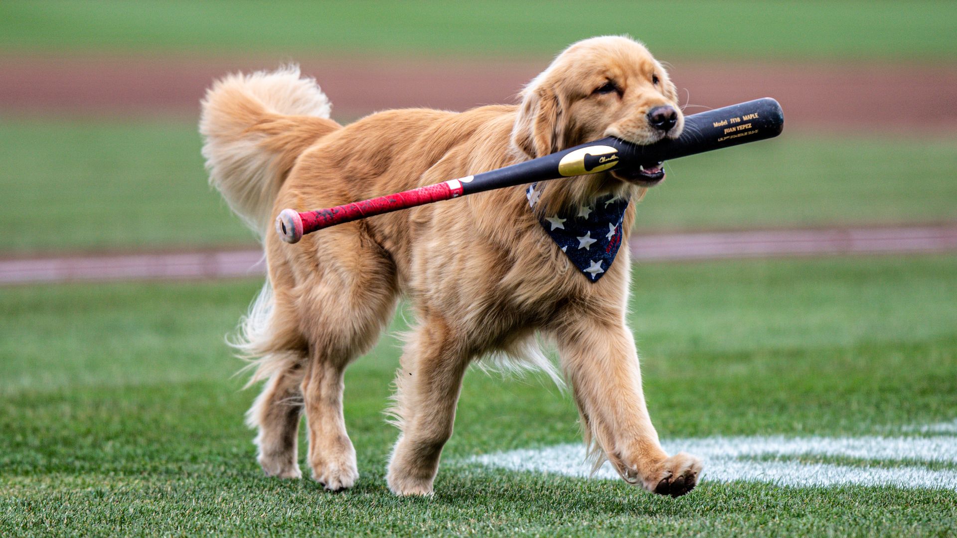 Bruce the Bat Dog, a golden retriever puppy, carries a bat in his mouth on the field