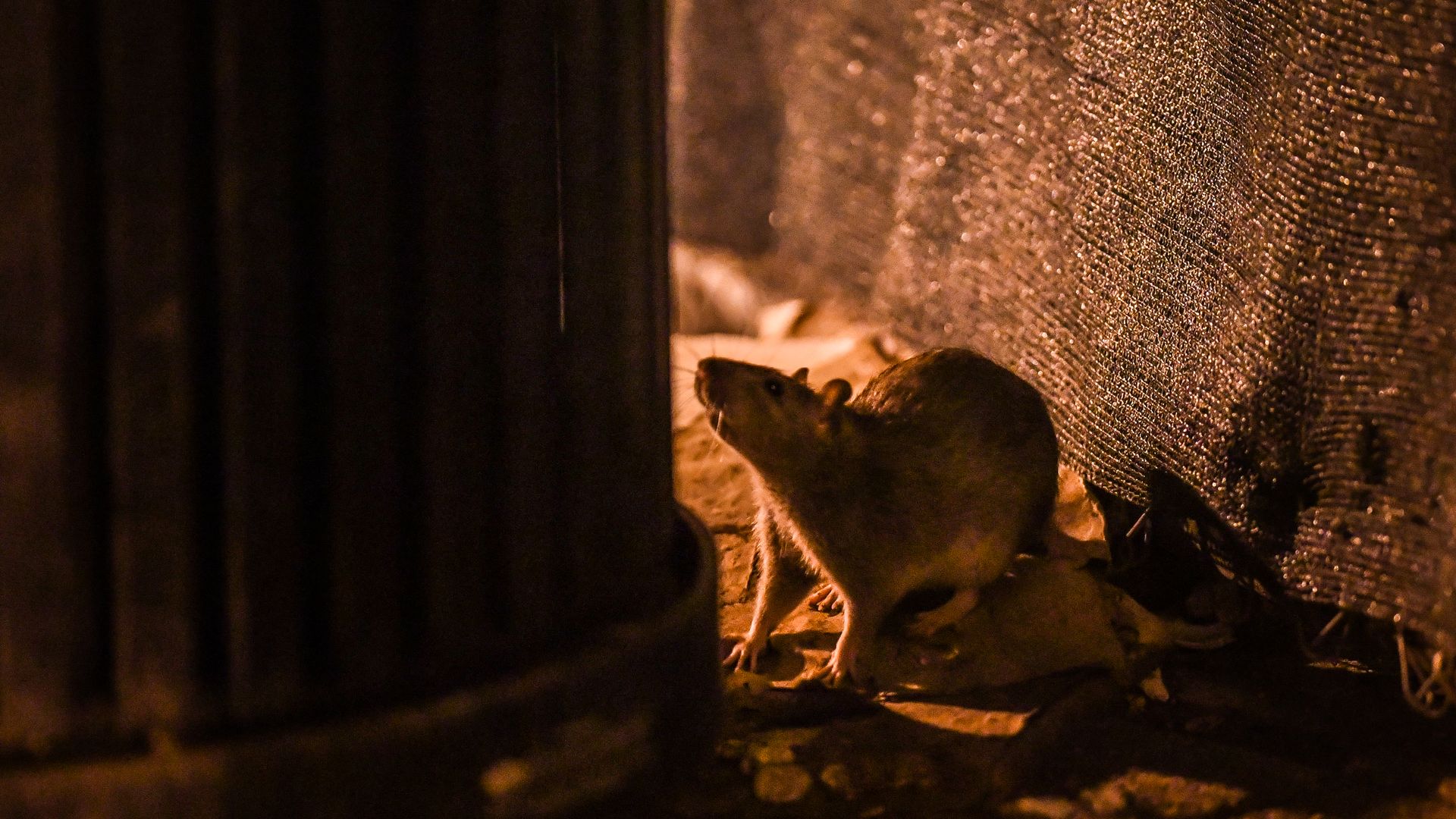 A rat looks for food around a D.C. trash can