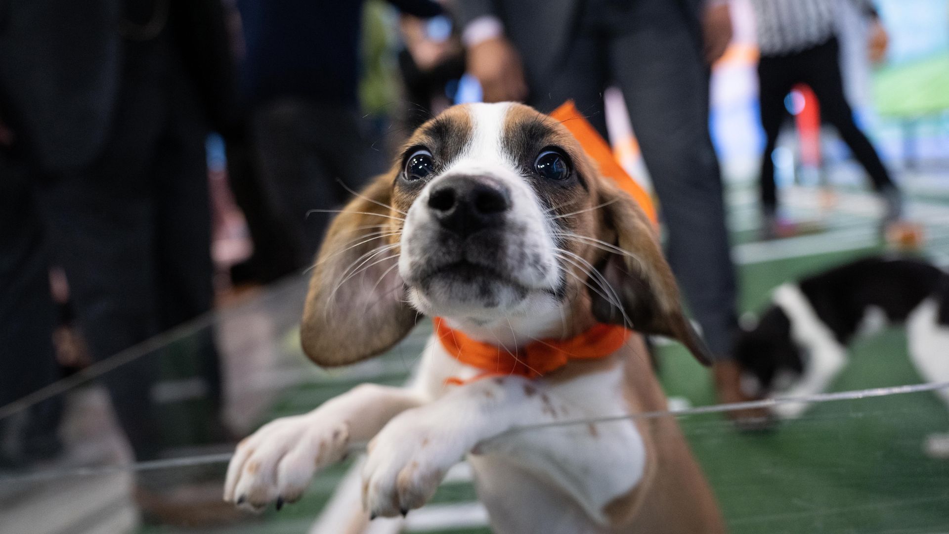 A puppy peers over the barrier of the Puppy Bowl
