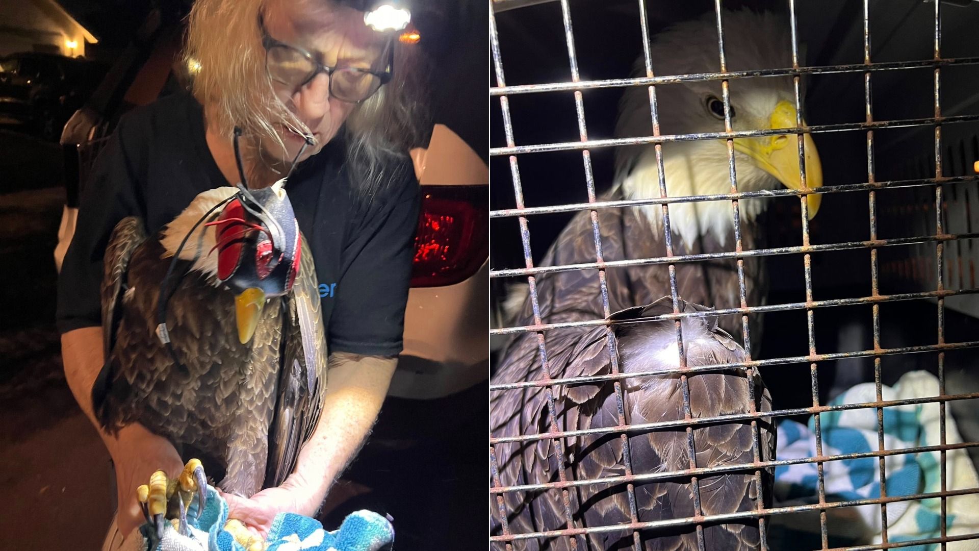 Two photos side by side: left, person at night holding a bald eagle with red protective mask on; right, bald eagle inside a metal cage with a blue and white blanket.