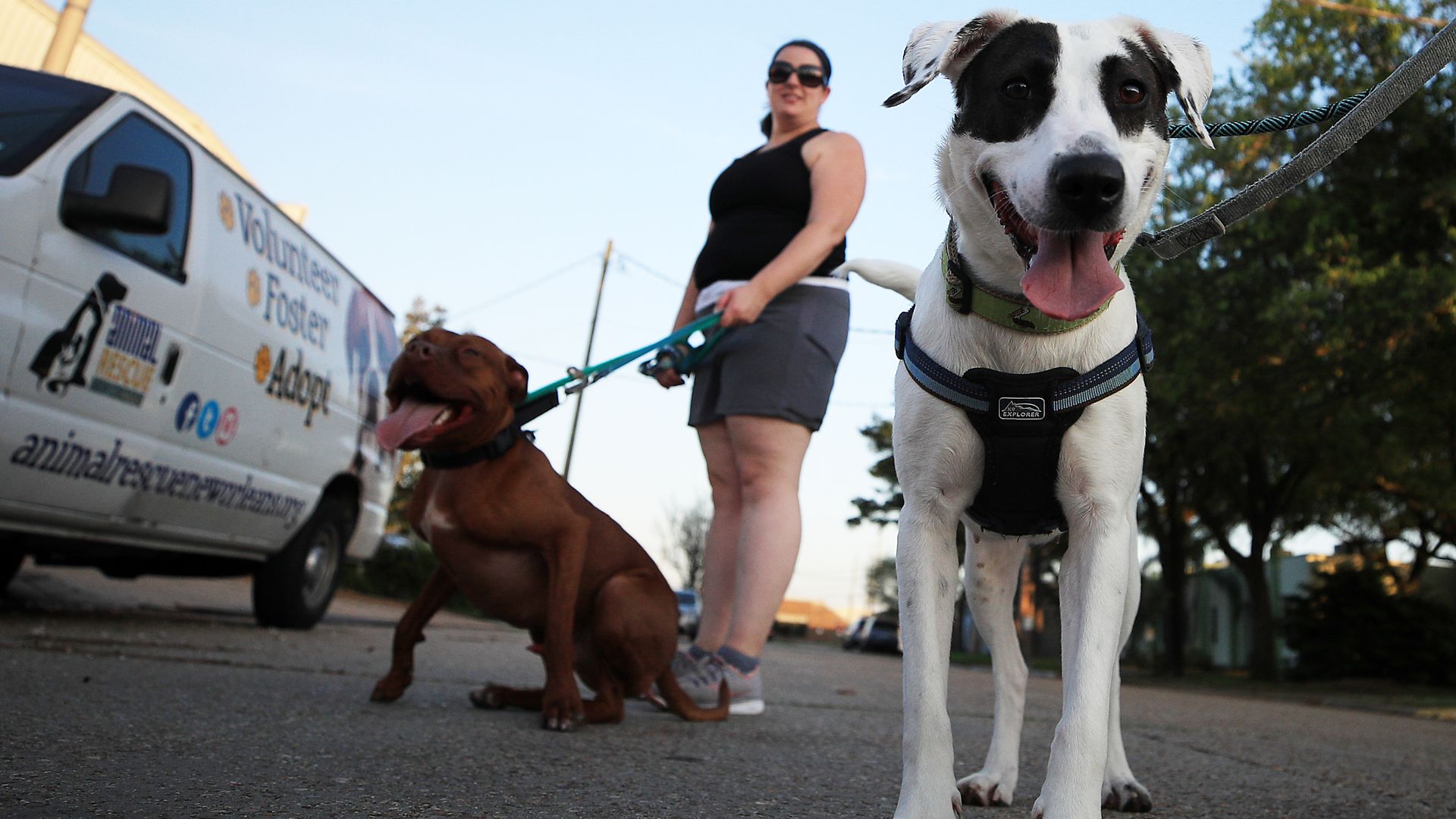Two dogs going for a walk outside the Animal Rescue of New Orleans.