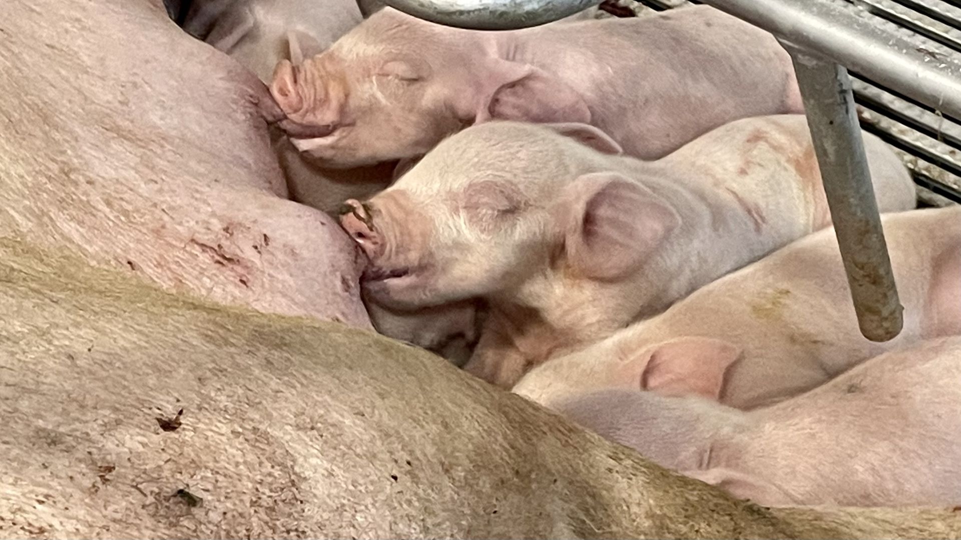 A photo of pigs.