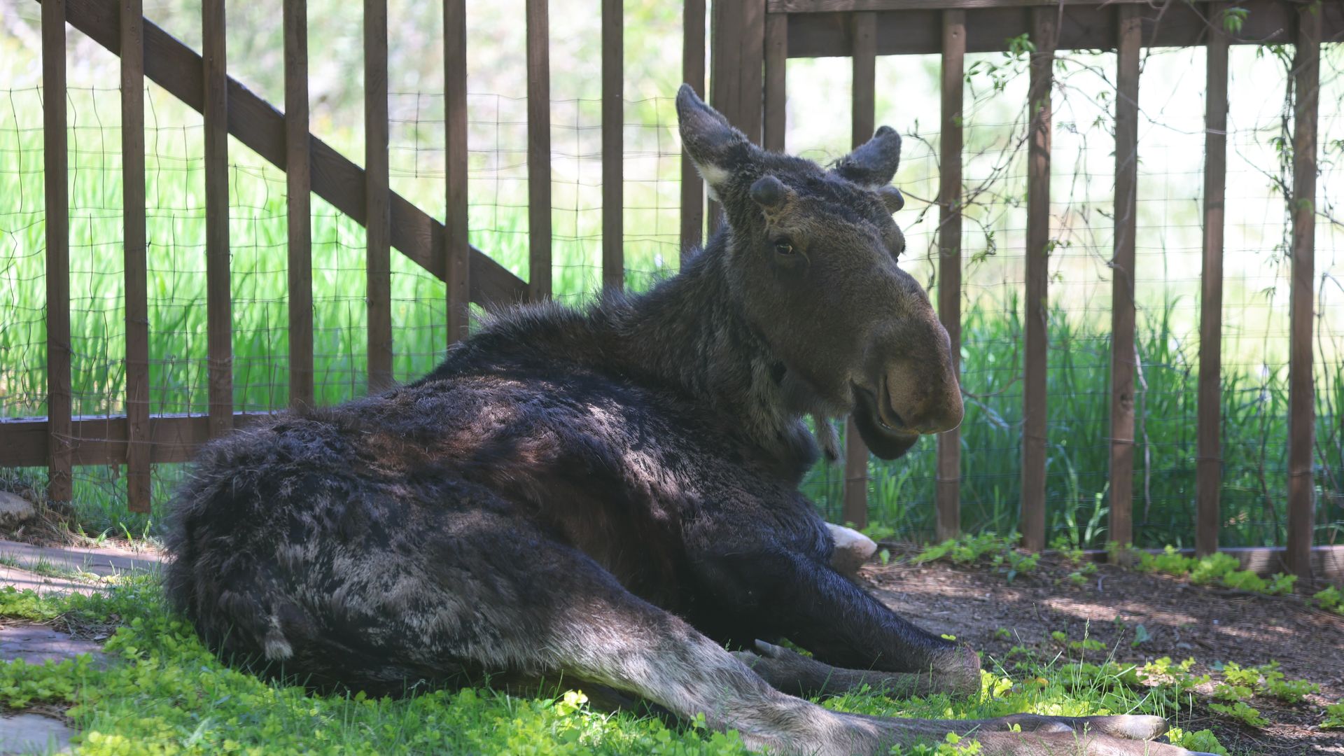 A yearling male moose sits and relaxes in a shady backyard in Boulder