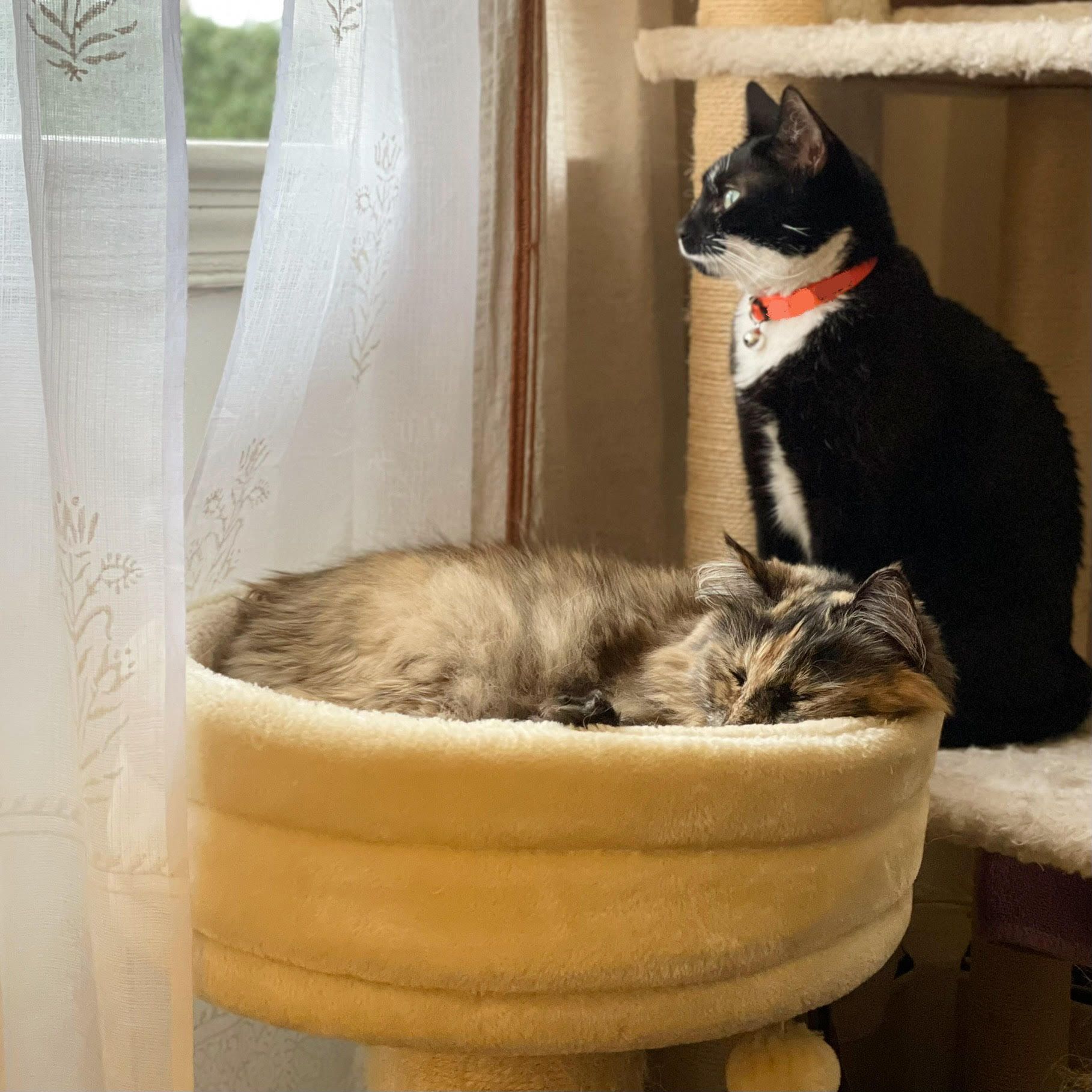Two cats sit near a window.