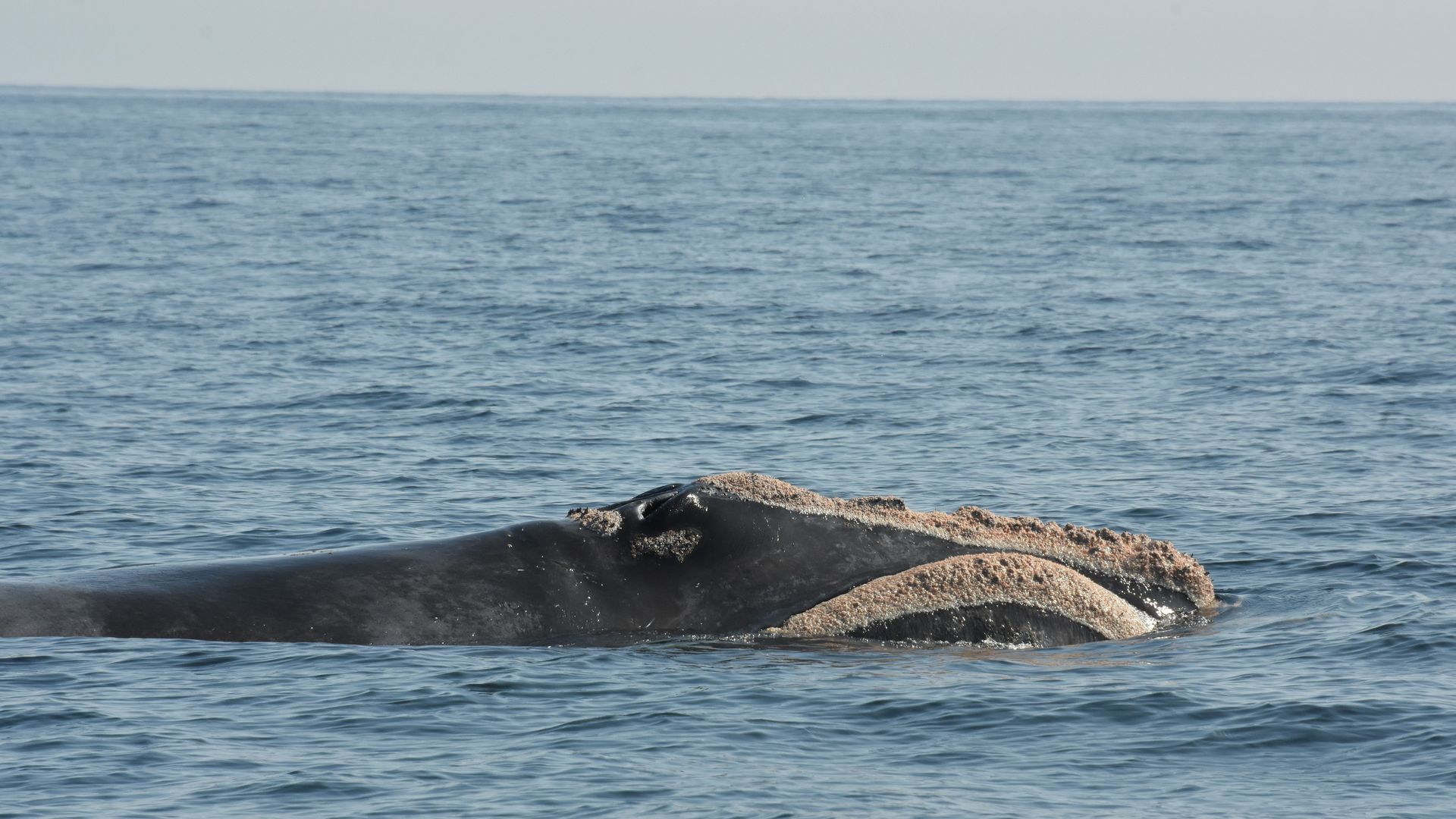New England Aquarium names new group of North Atlantic right whales ...