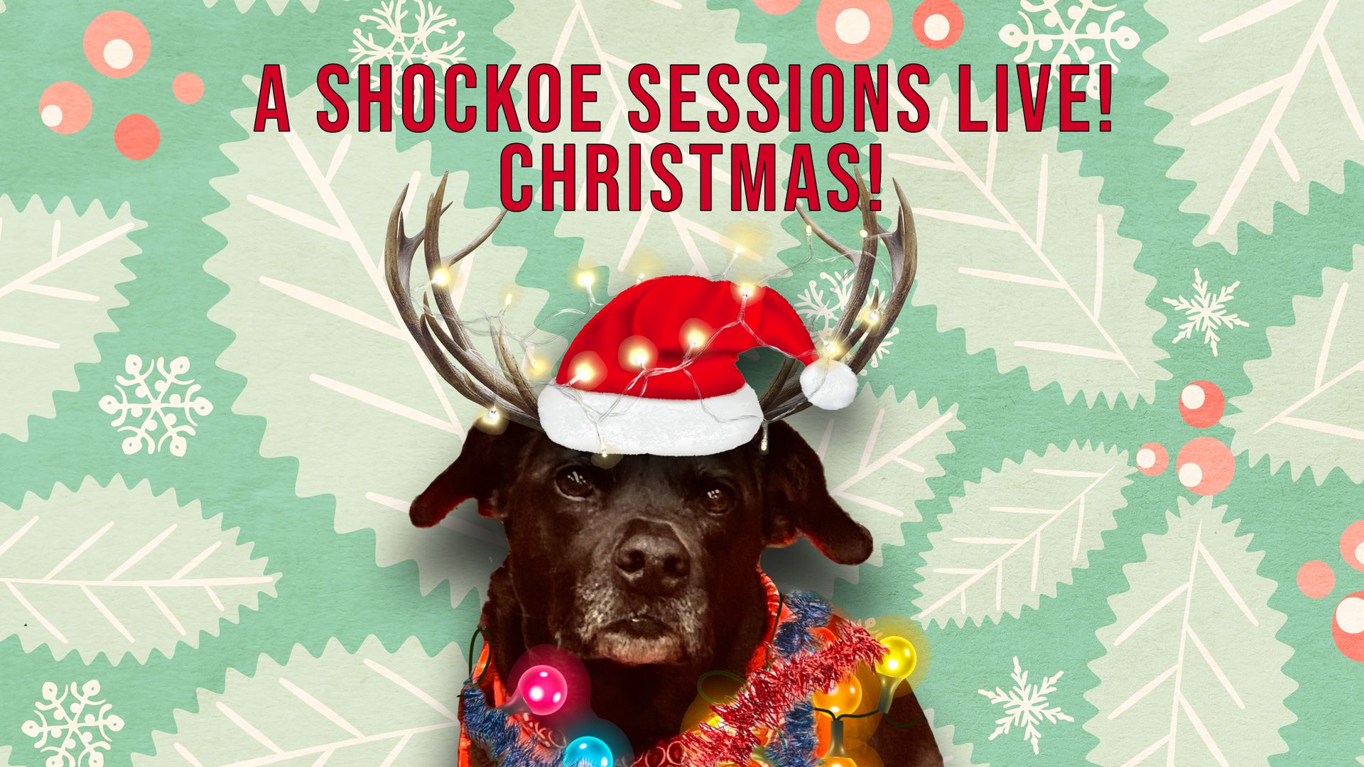 a dog dressed as a reindeer covered in xmas lights