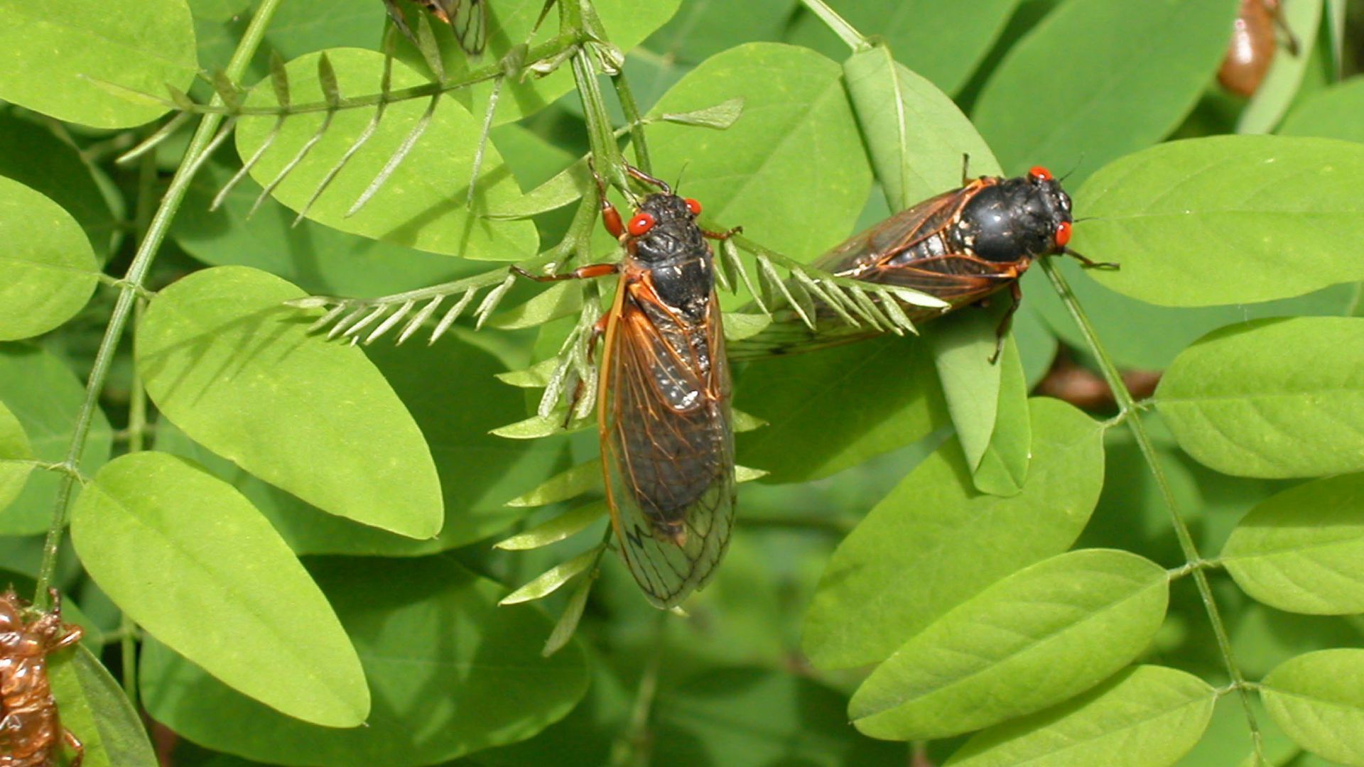 Cicadas on green leaves via Getty images