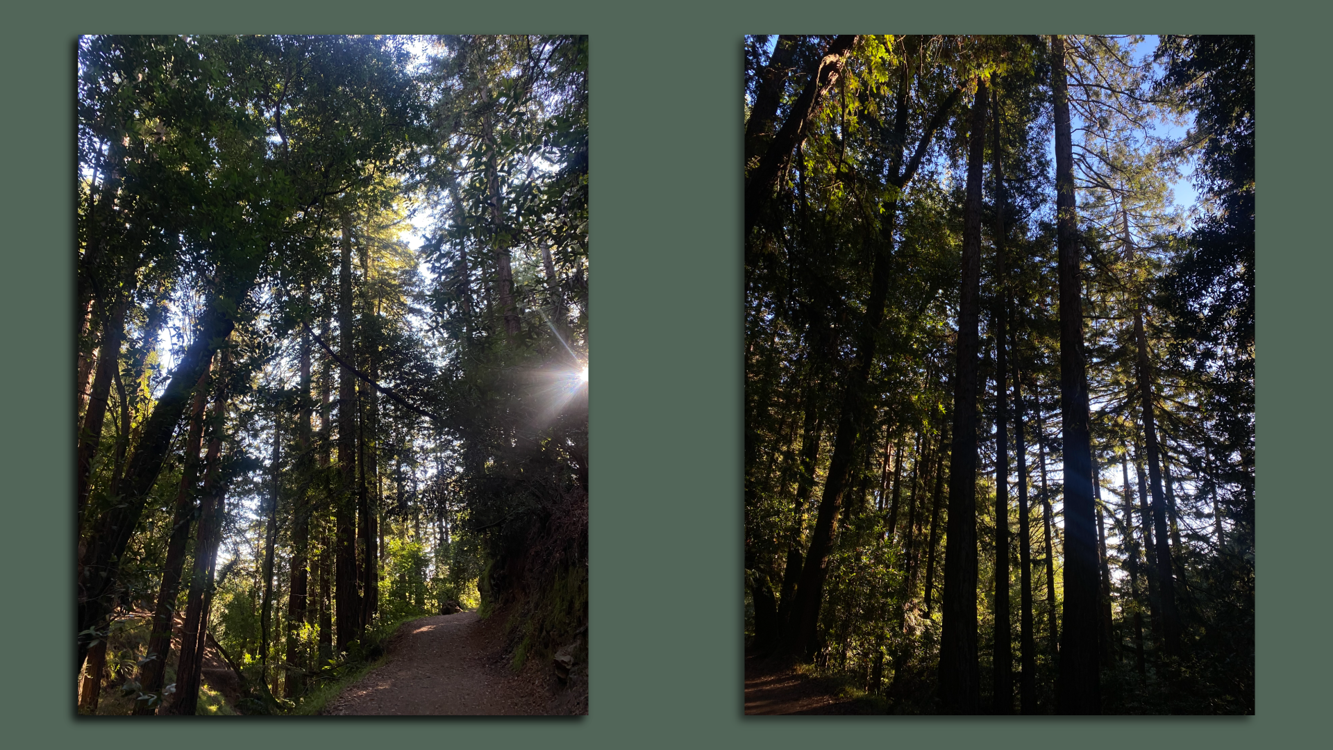 Two side-by-side images from Reinhardt Redwood Regional Park in Oakland. 