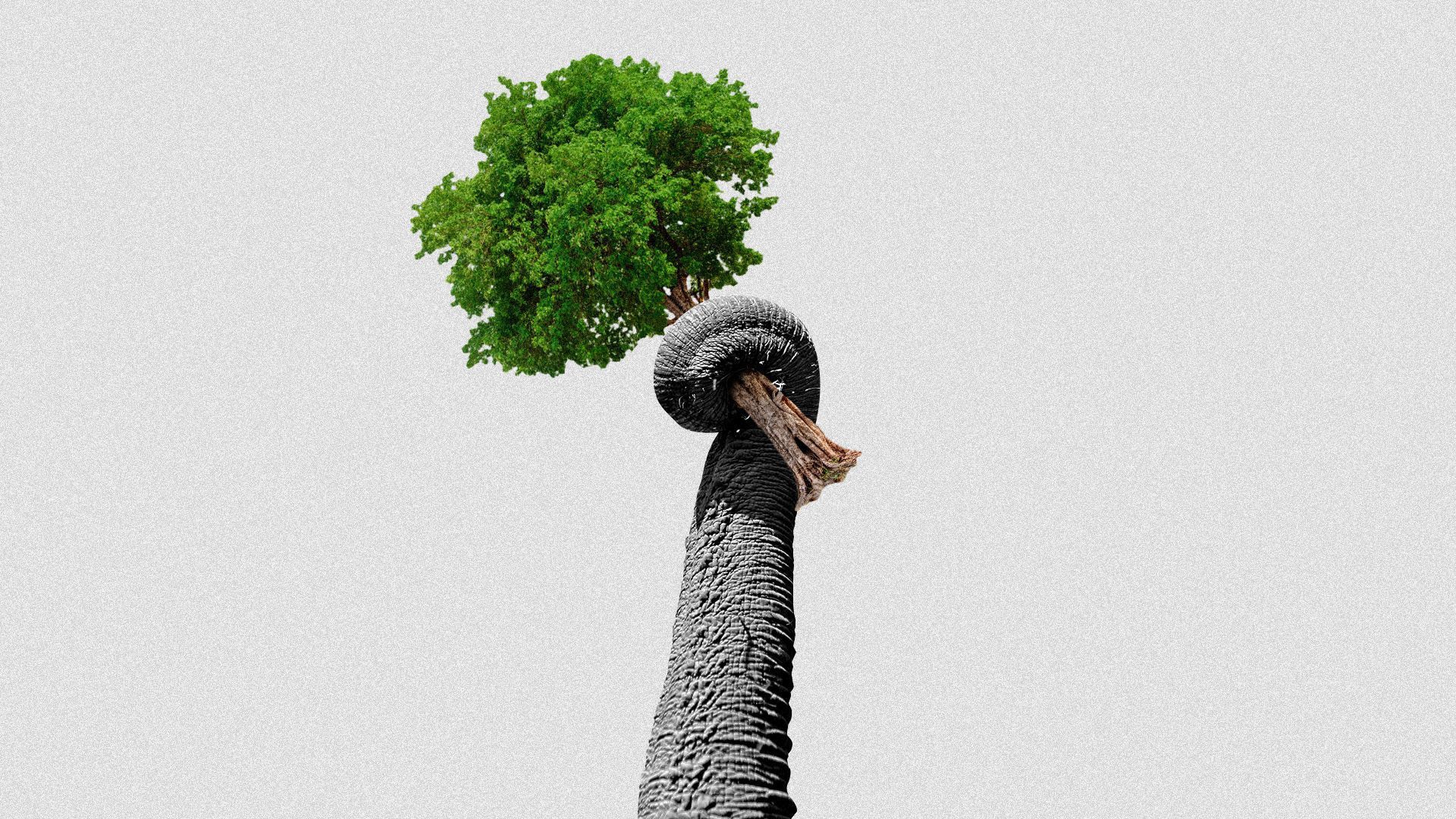 an illustration of an elephant's trunk holding a tree