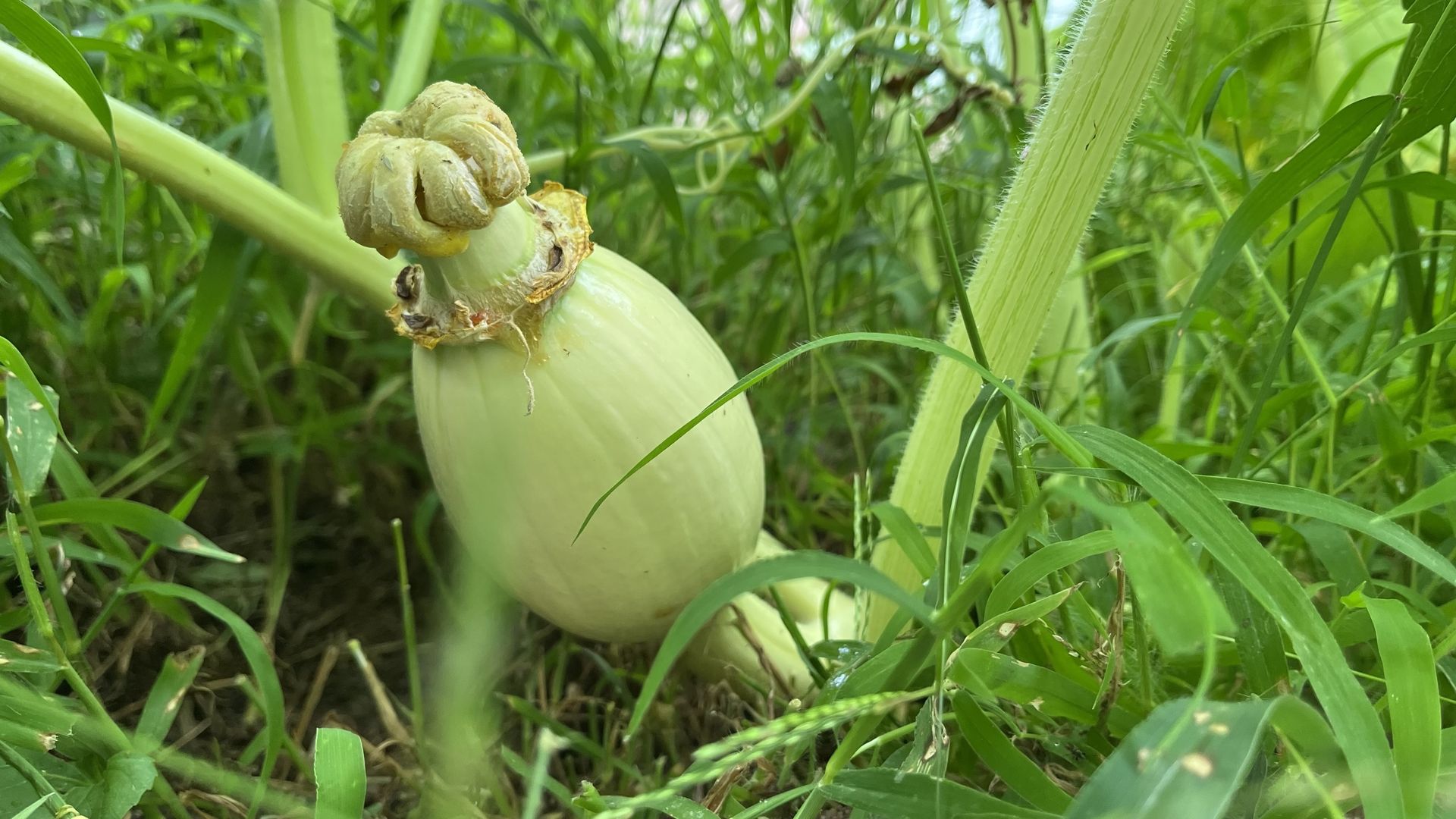 Close-up of a pale pumpkin bulb with a dry papery crown, lying on soil among tall green grass in a garden field.