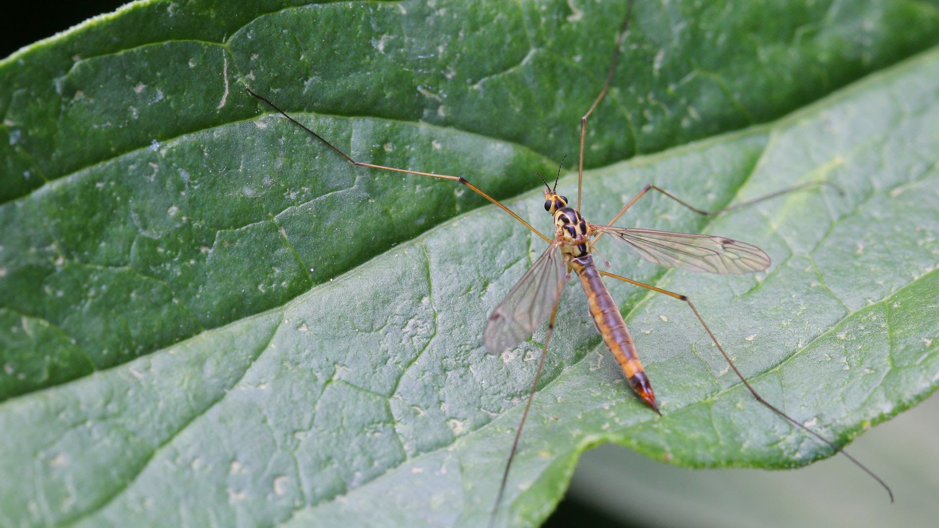 Photo of a mosquito hawk on a leaf.