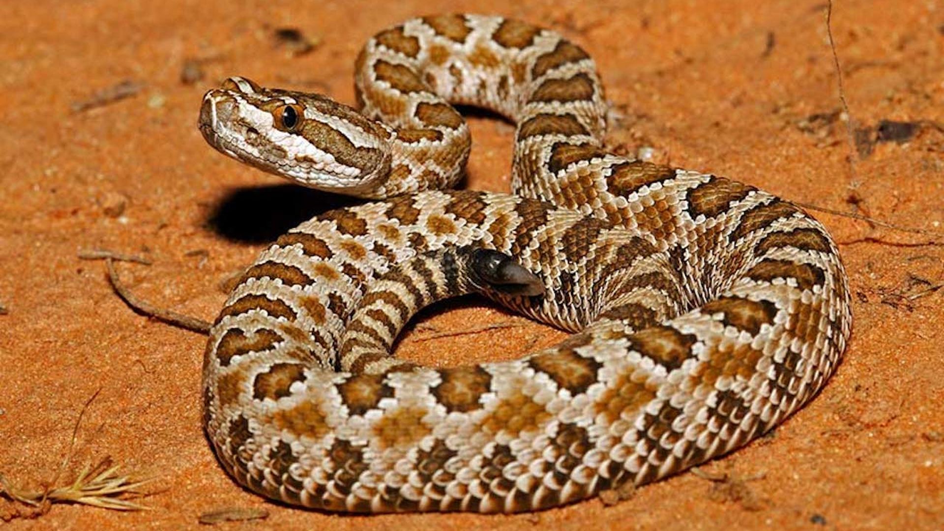 A rattlesnake on the ground