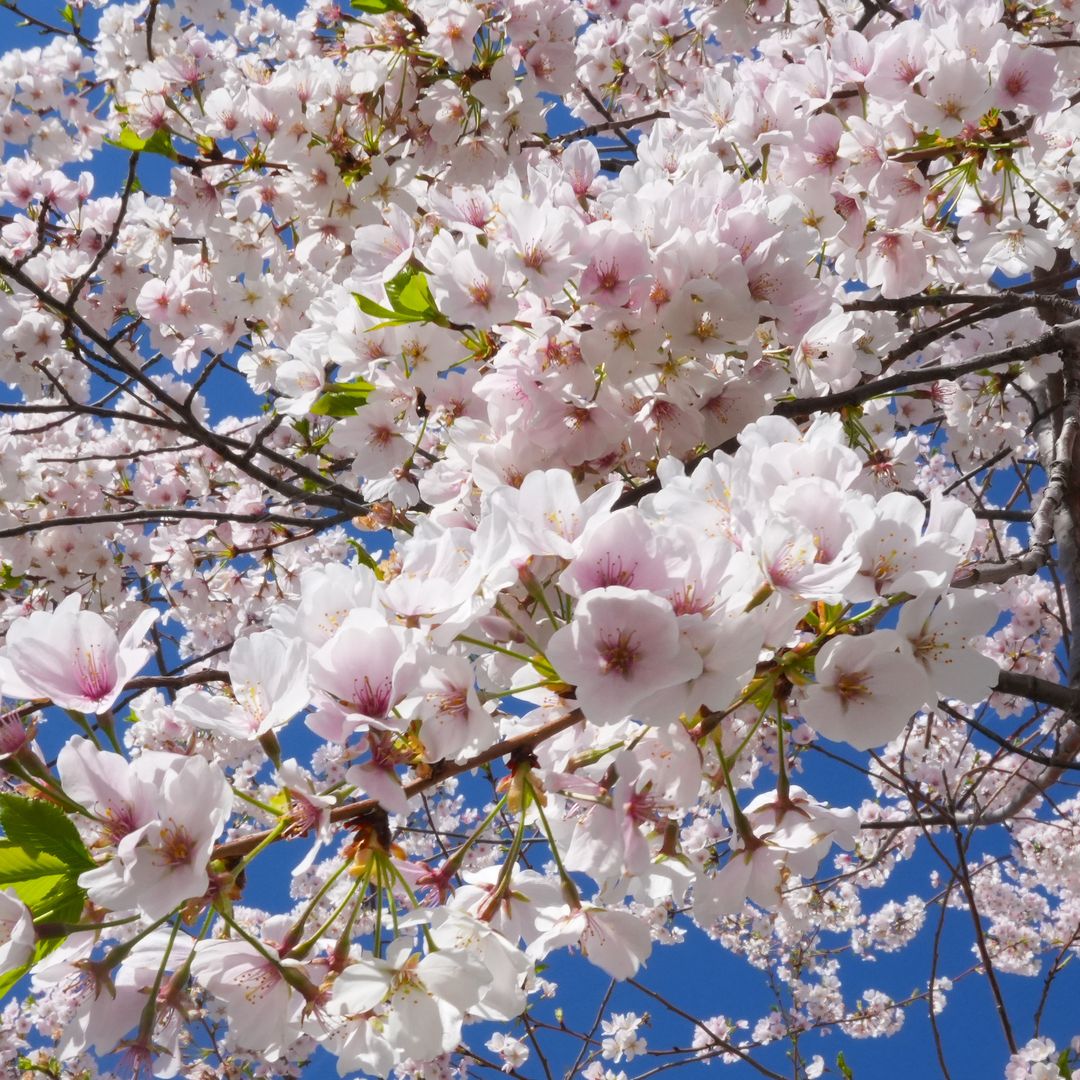 D.C. cherry blossom peak bloom 2026 likely later because of record