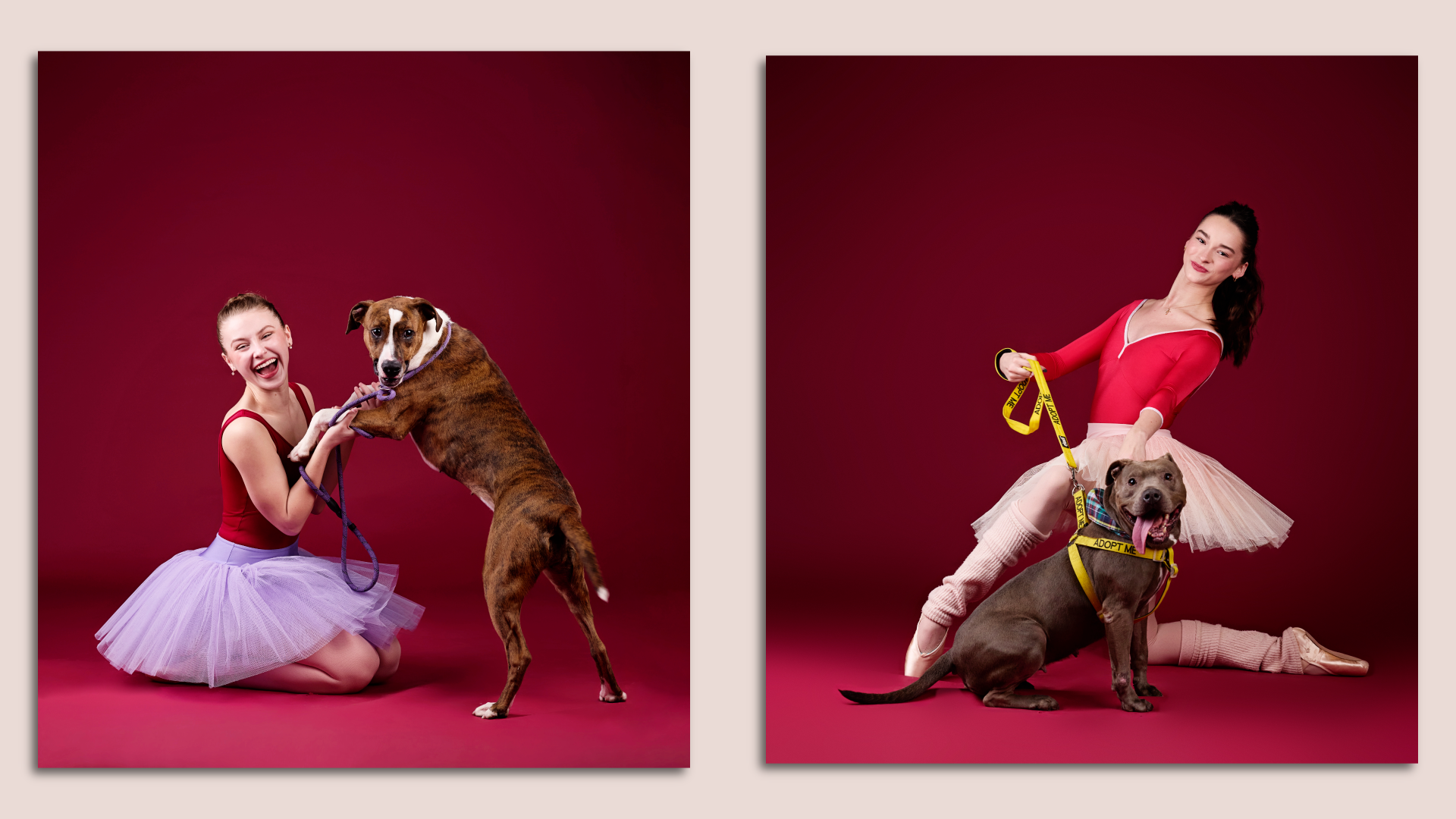 Two pictures of dogs and ballerinas