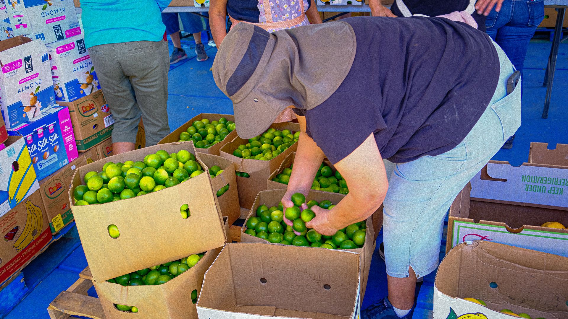 Person wearing a sun hat and shorts sorting green limes into large cardboard boxes, surrounded by other people and fruit boxes, on a blue floor.