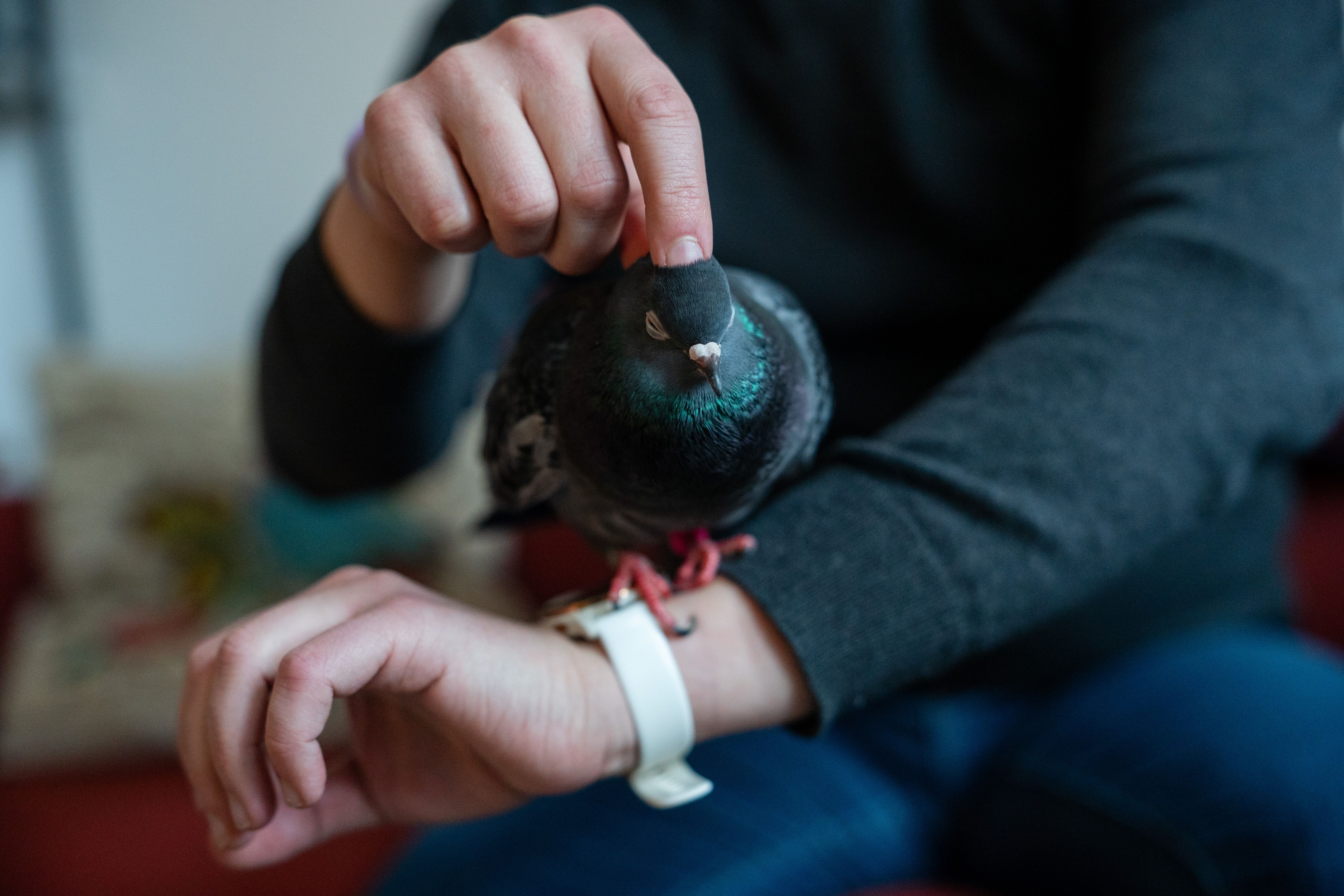 Close-up of pet pigeon Primrose perched on her owner's forearm.